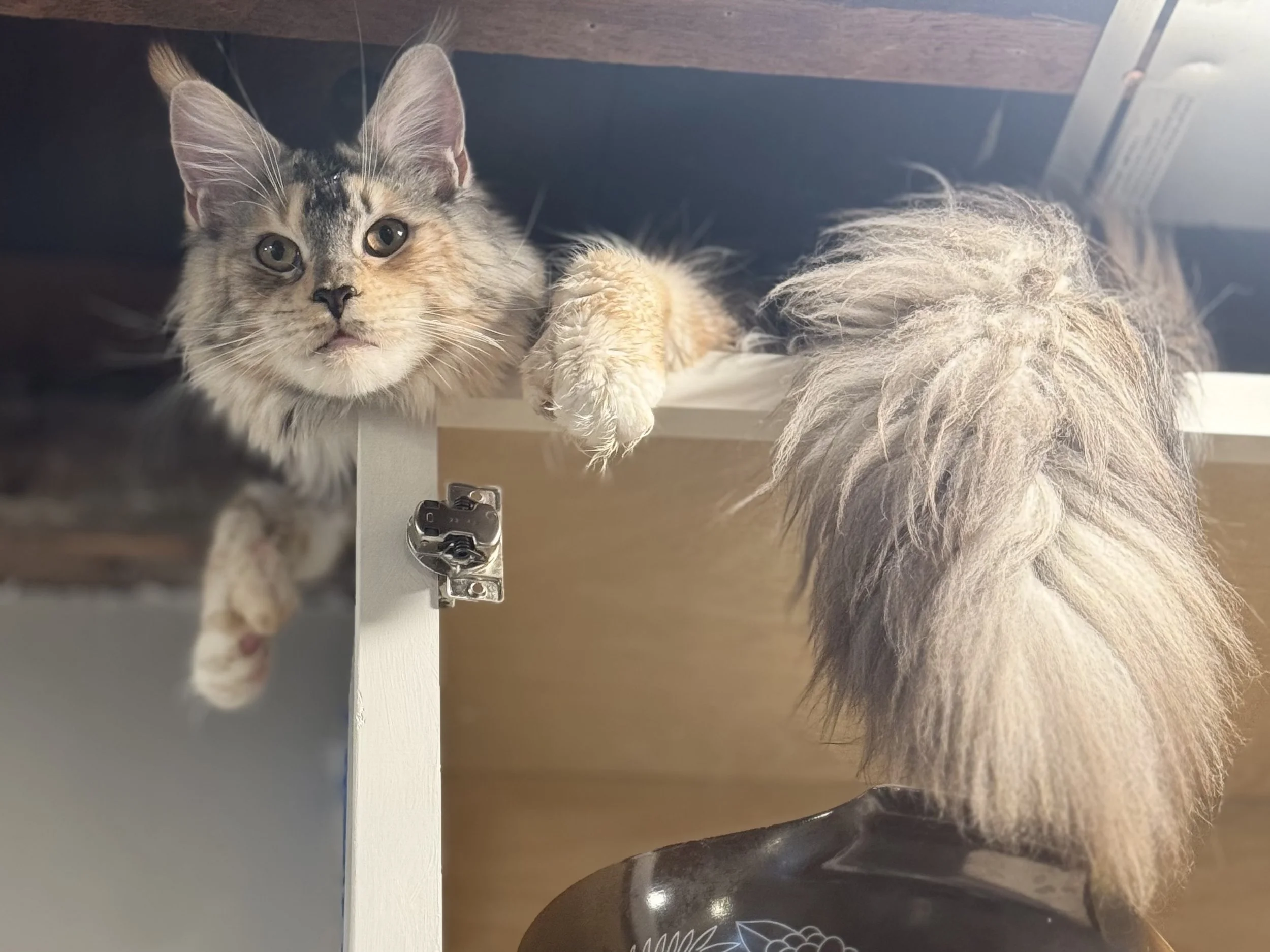 Registered Maine Coons