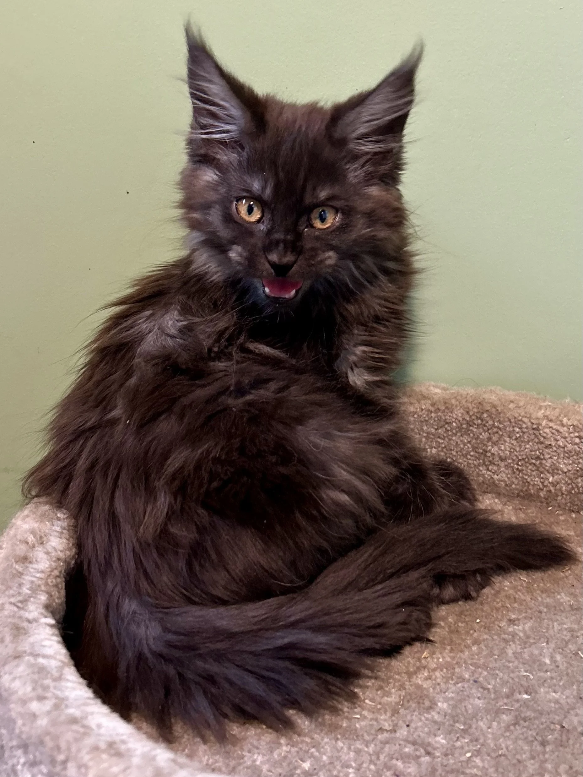 I'm fierce!  Black Smoke Maine Coon kitten