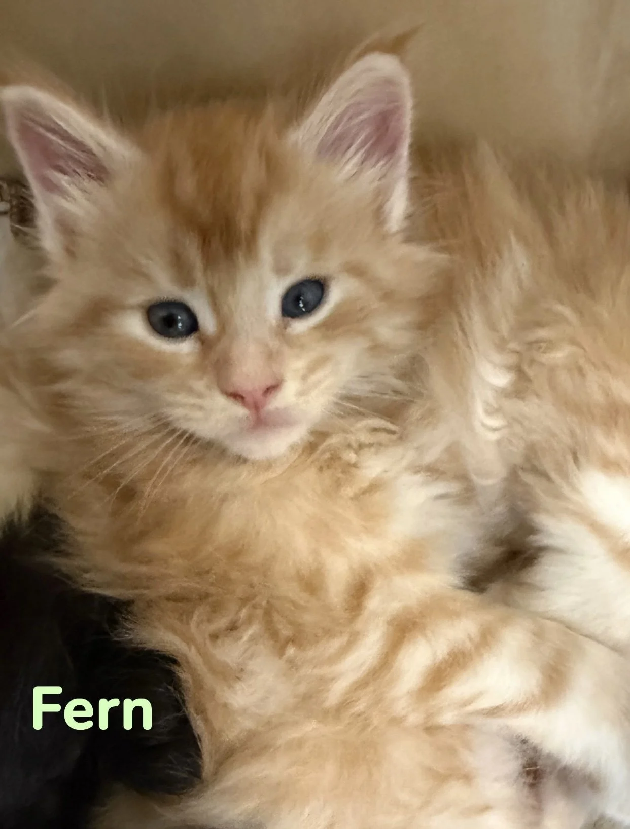 Red Male Maine Coon Tabby for sale