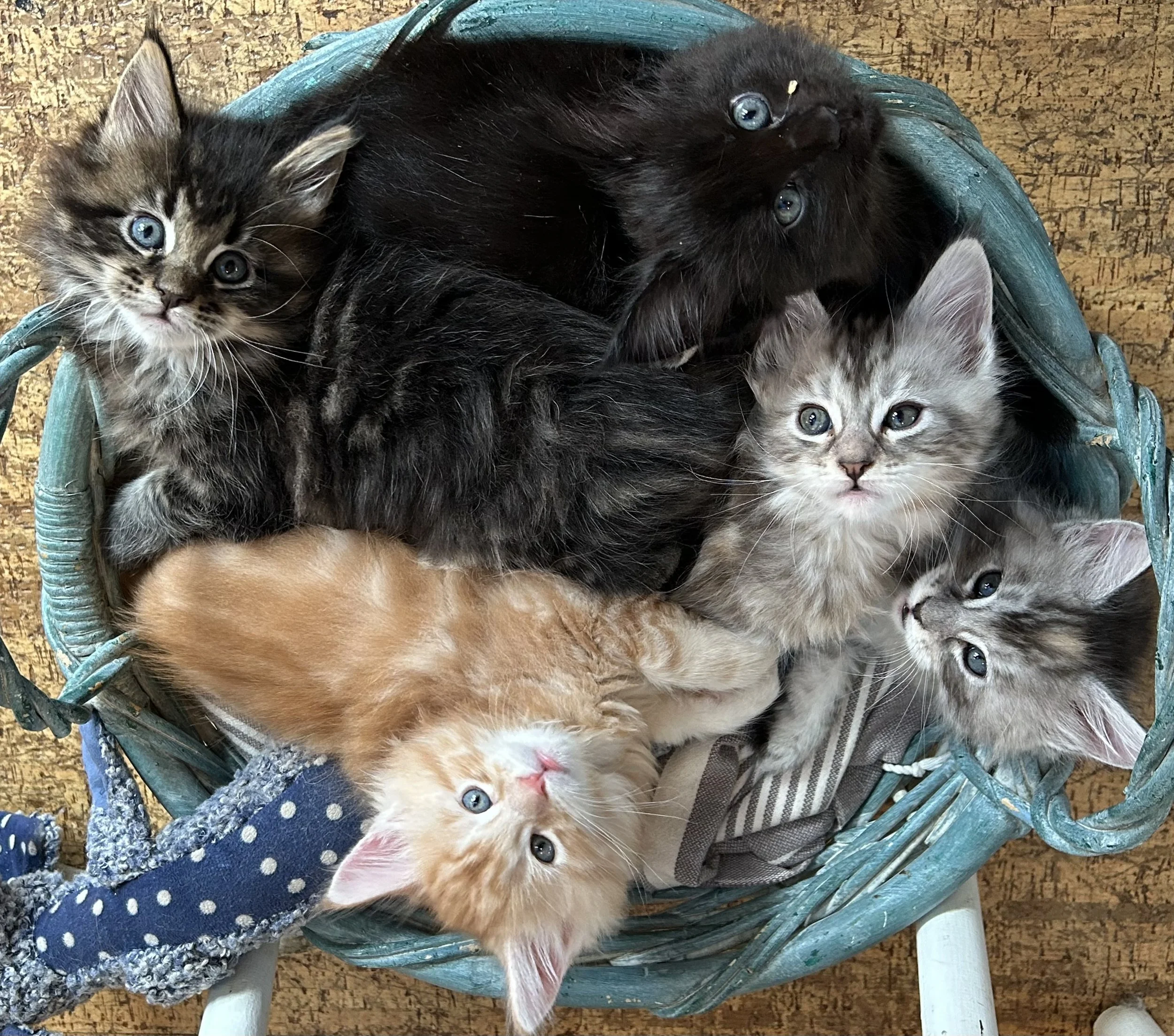 Maine Coon Kittens in Maine