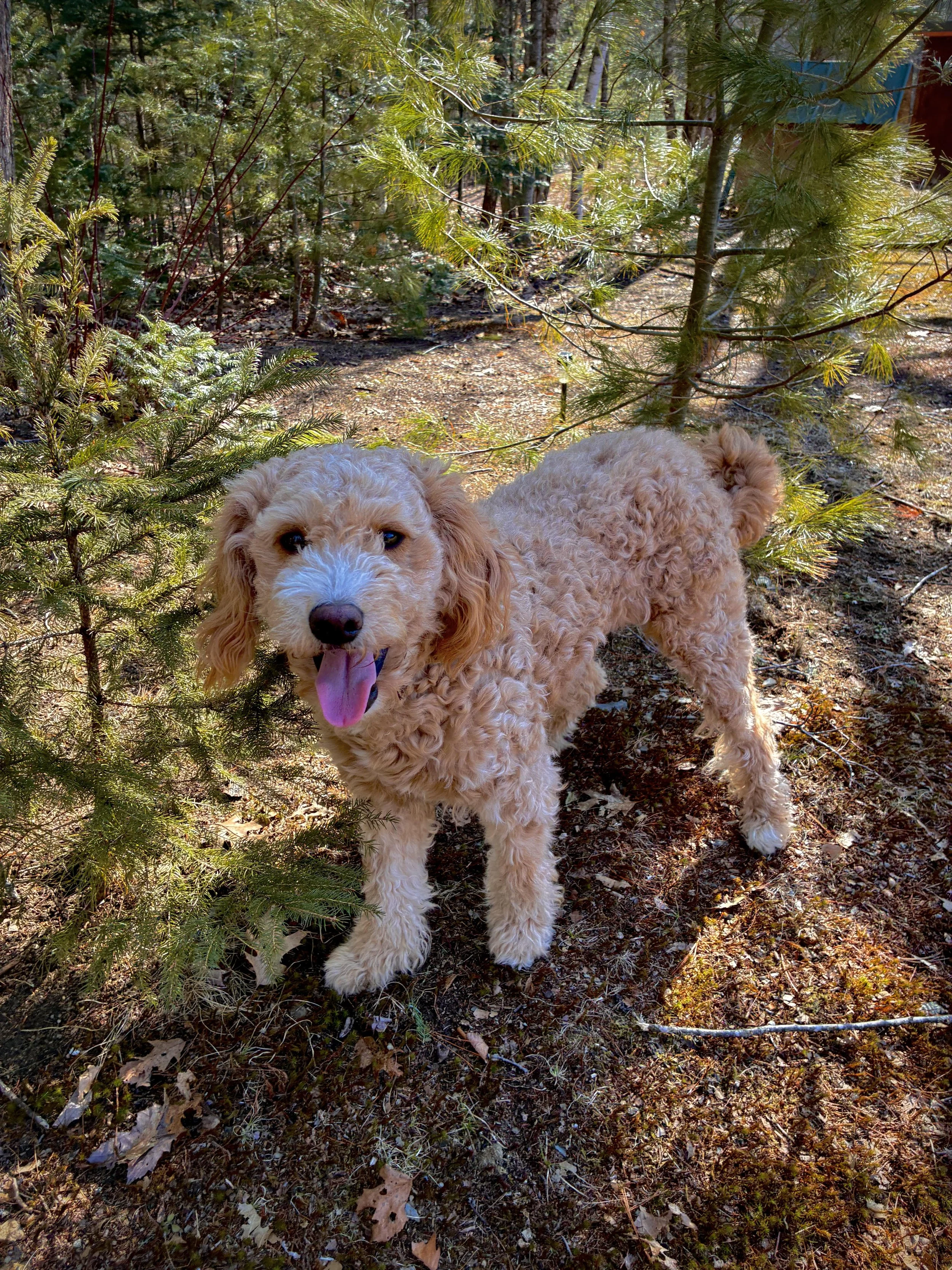 doodle, dog, puppy, golden mountain doodle