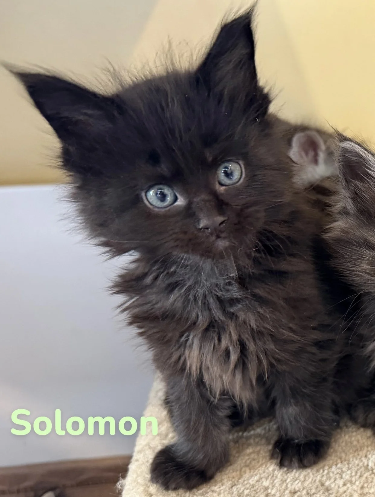 black smoke maine coon male for sale