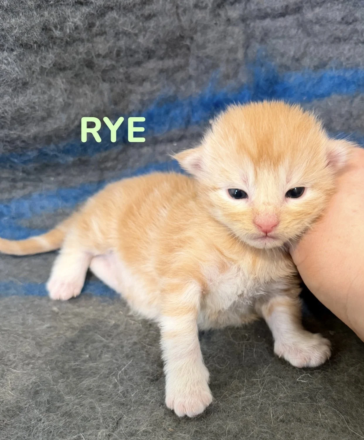 kitten, maine coon, maine coon kittens, maine coons