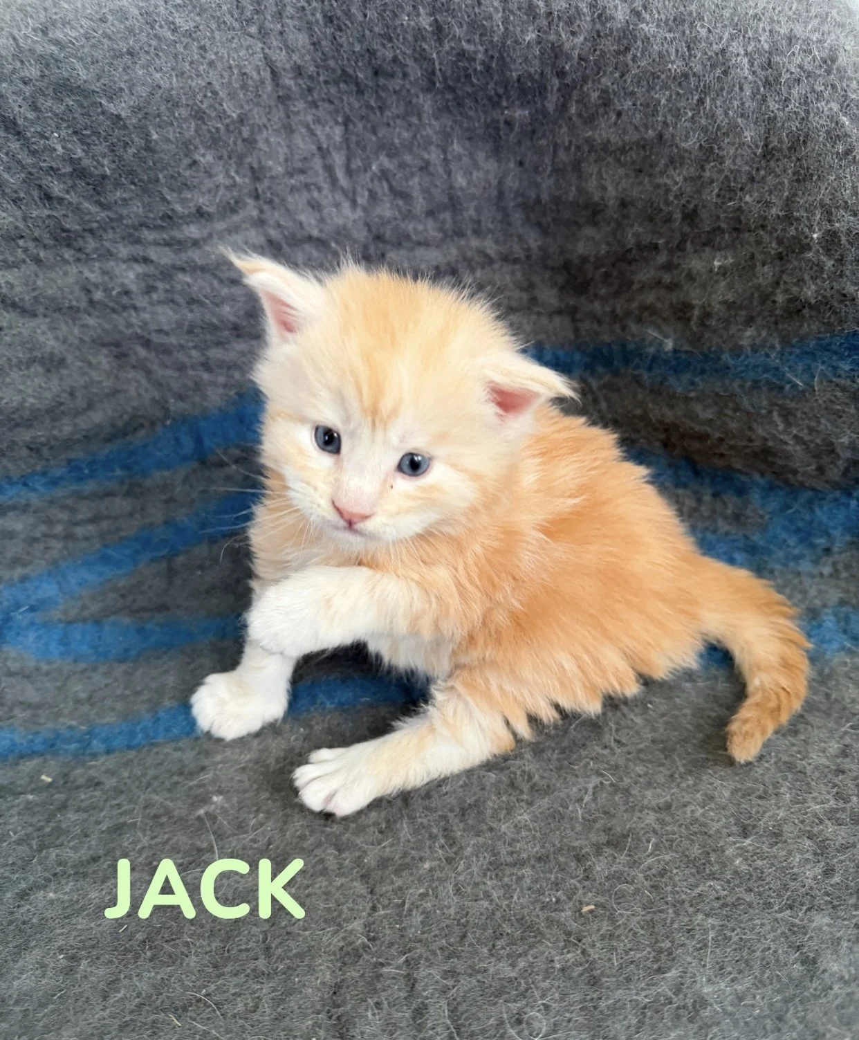 kitten, maine coon, maine coon kittens, maine coons