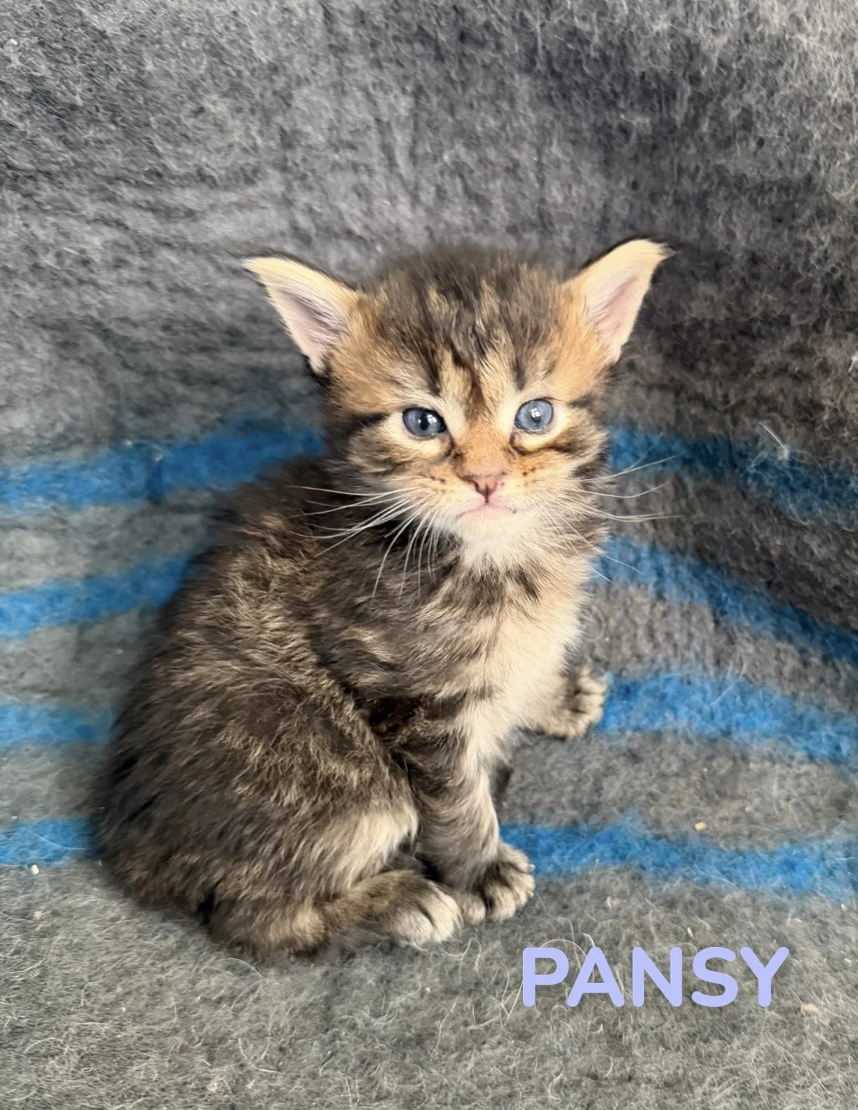 kitten, maine coon, maine coon kittens, maine coons