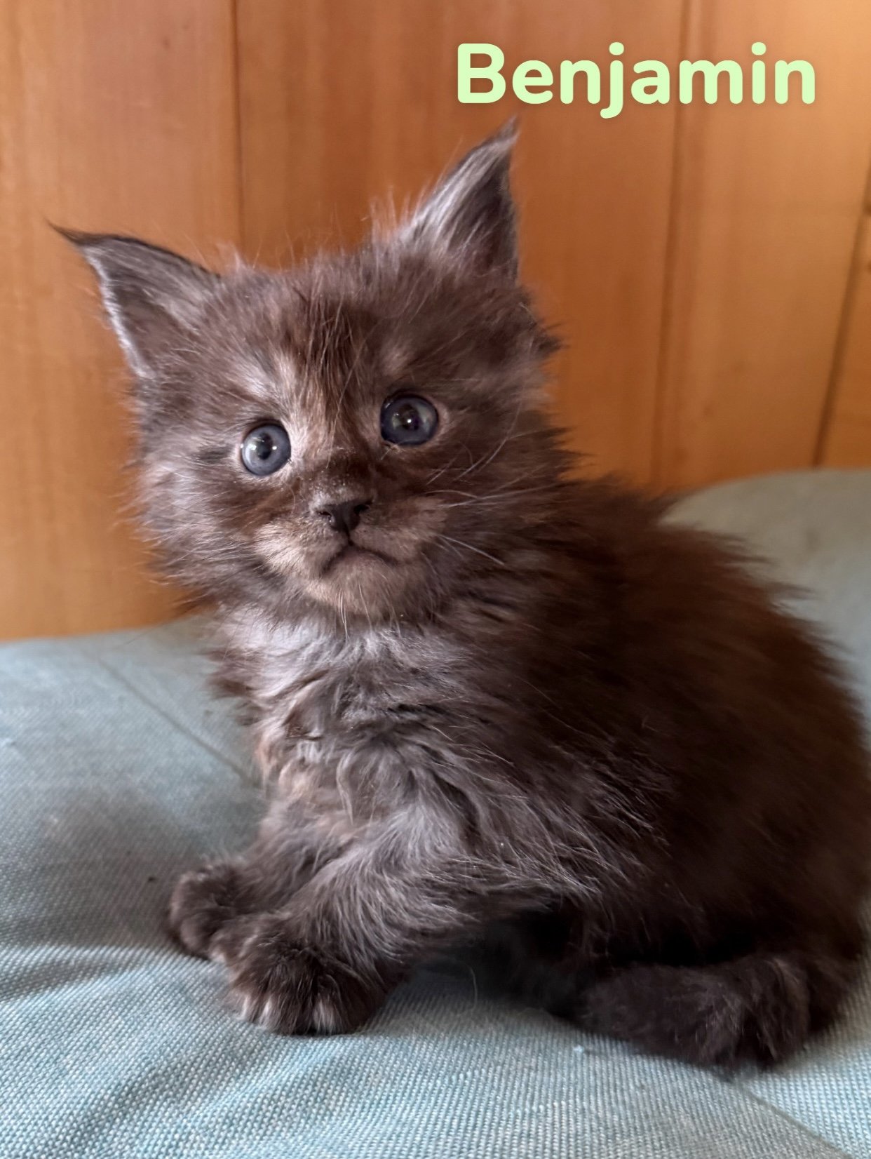 Polydactyle Black Smoke Maine Coon Kitten in Maine