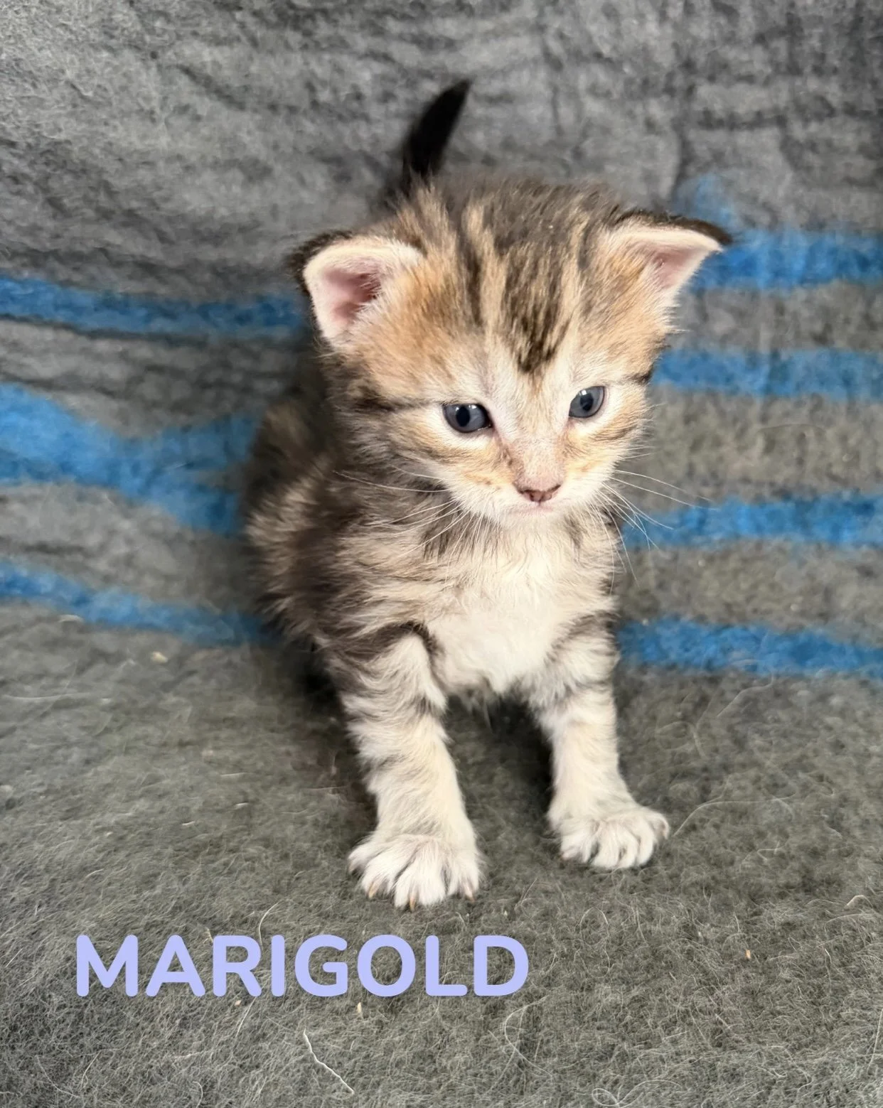 kitten, maine coon, maine coon kittens, maine coons