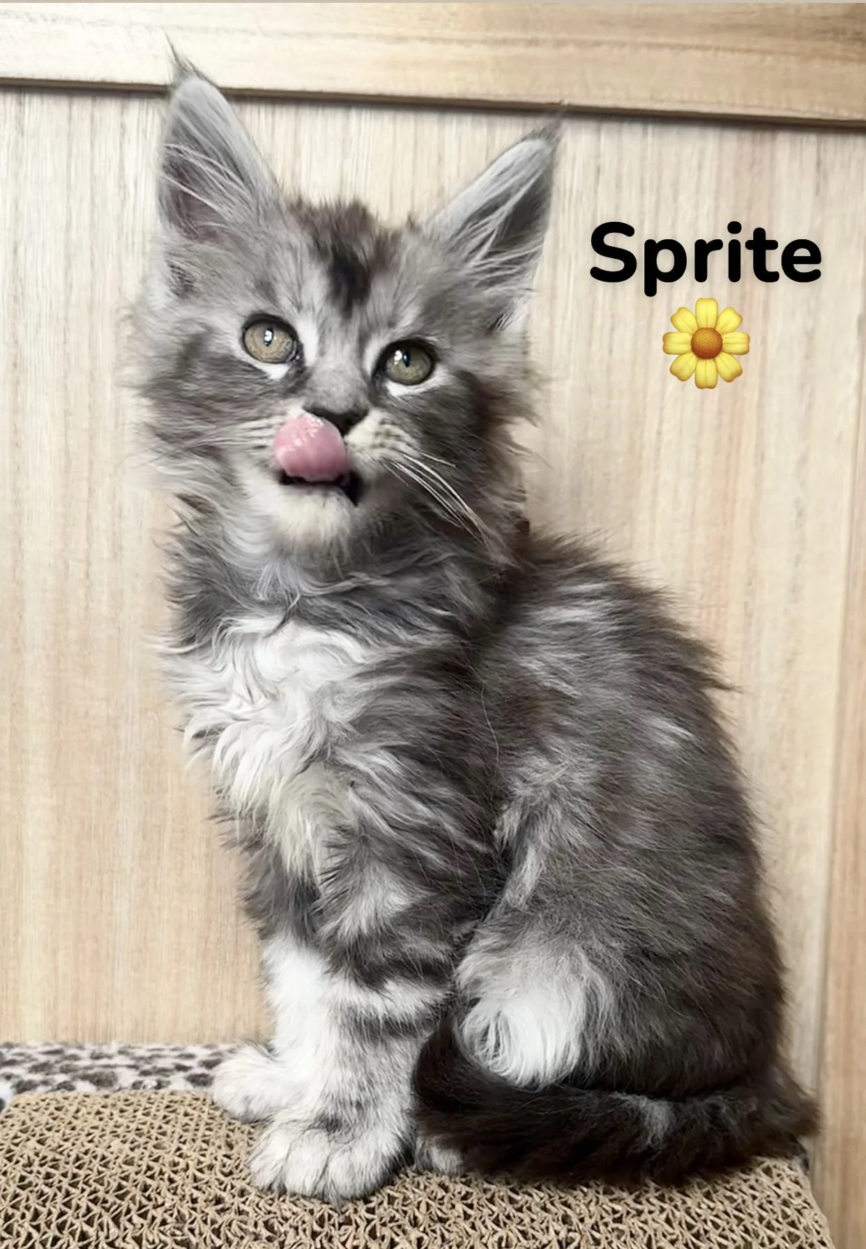 Maine Coon kittens for sale in maine