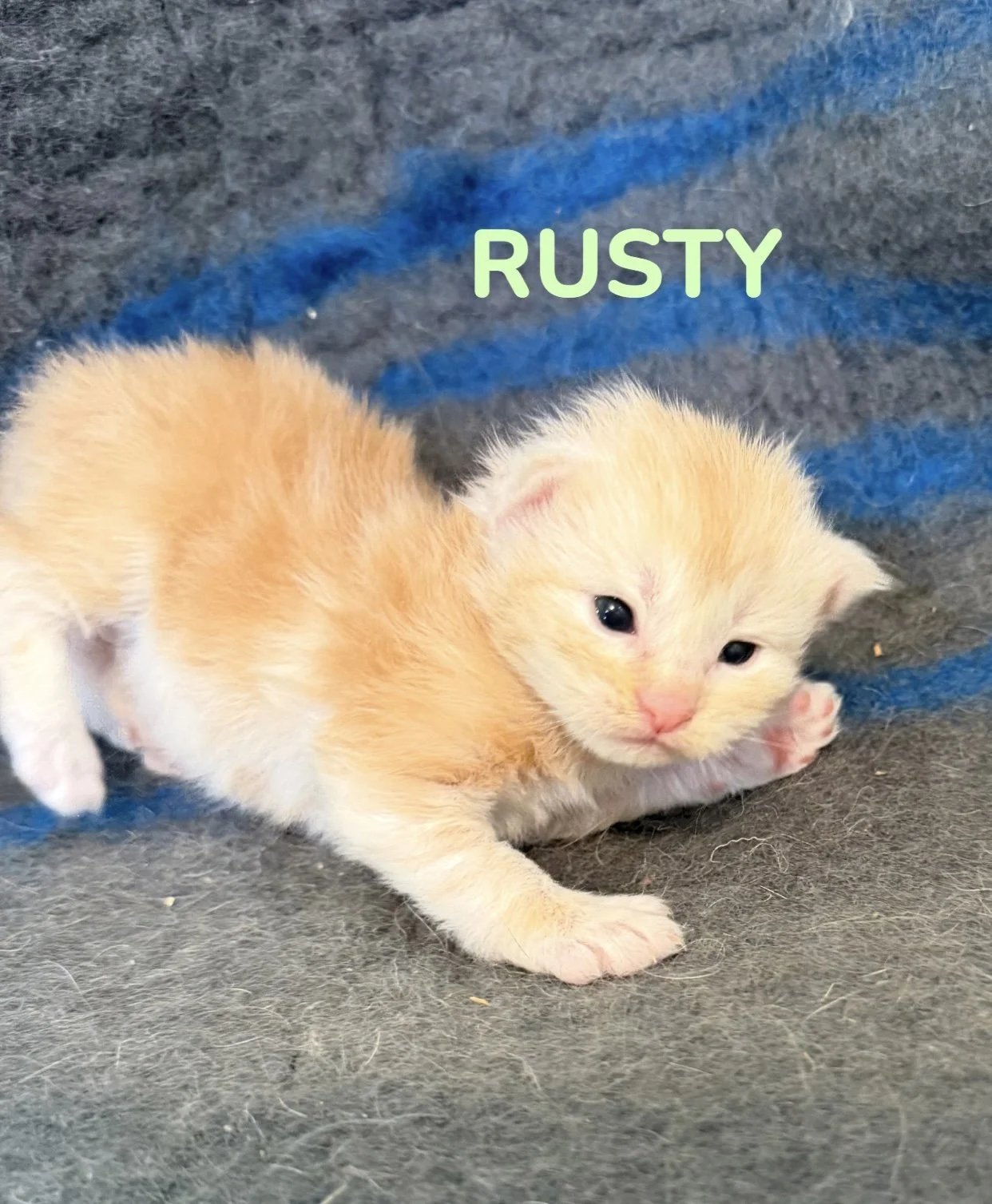 kitten, maine coon, maine coon kittens, maine coons