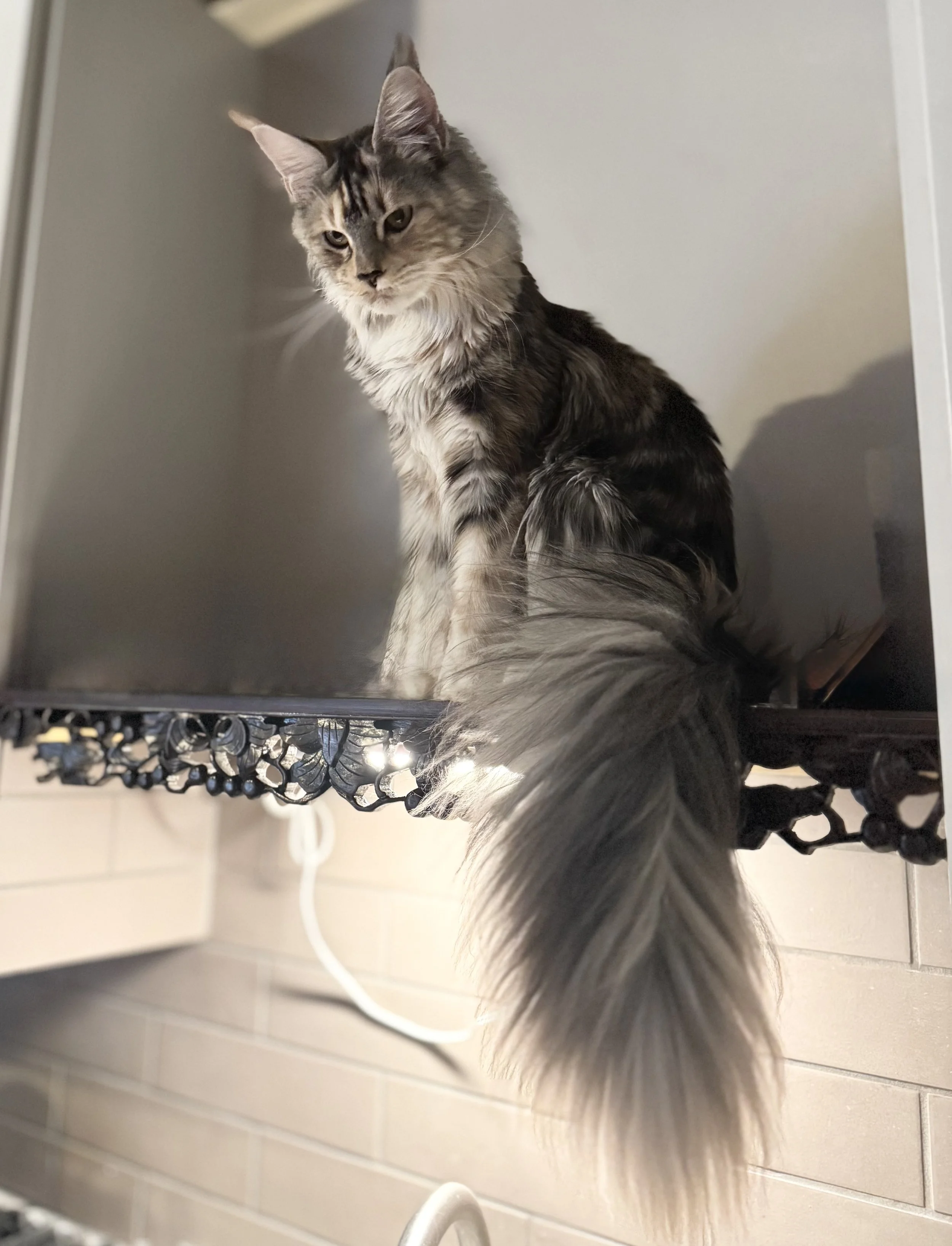 Maine Coon Kittens available