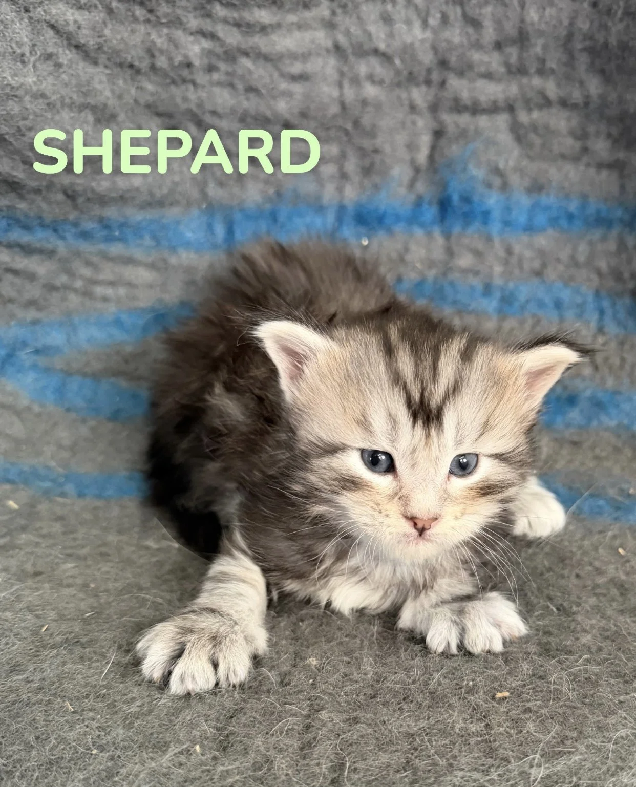 kitten, maine coon, maine coon kittens, maine coons