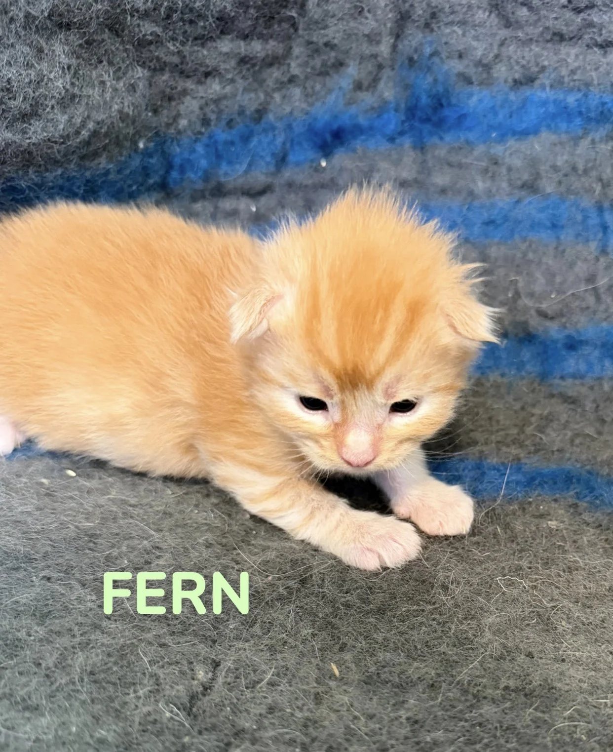 kitten, maine coon, maine coon kittens, maine coons