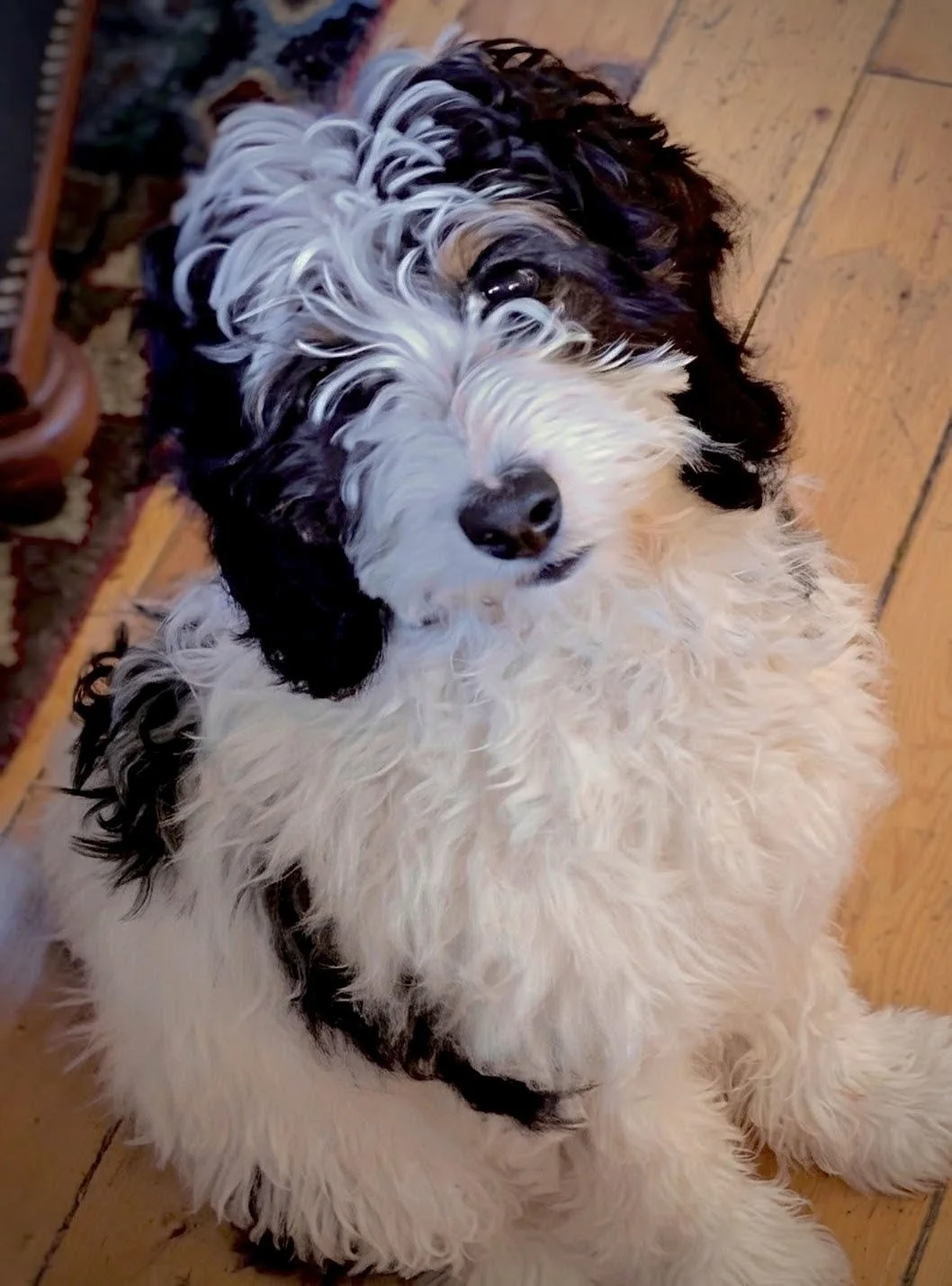doodle, golden mountain doodle, puppy, dog