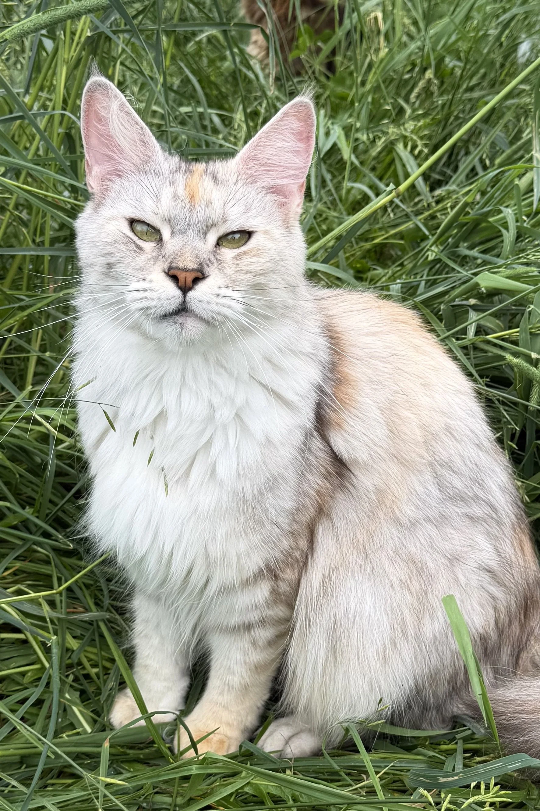 Maine Coon kittens for sale