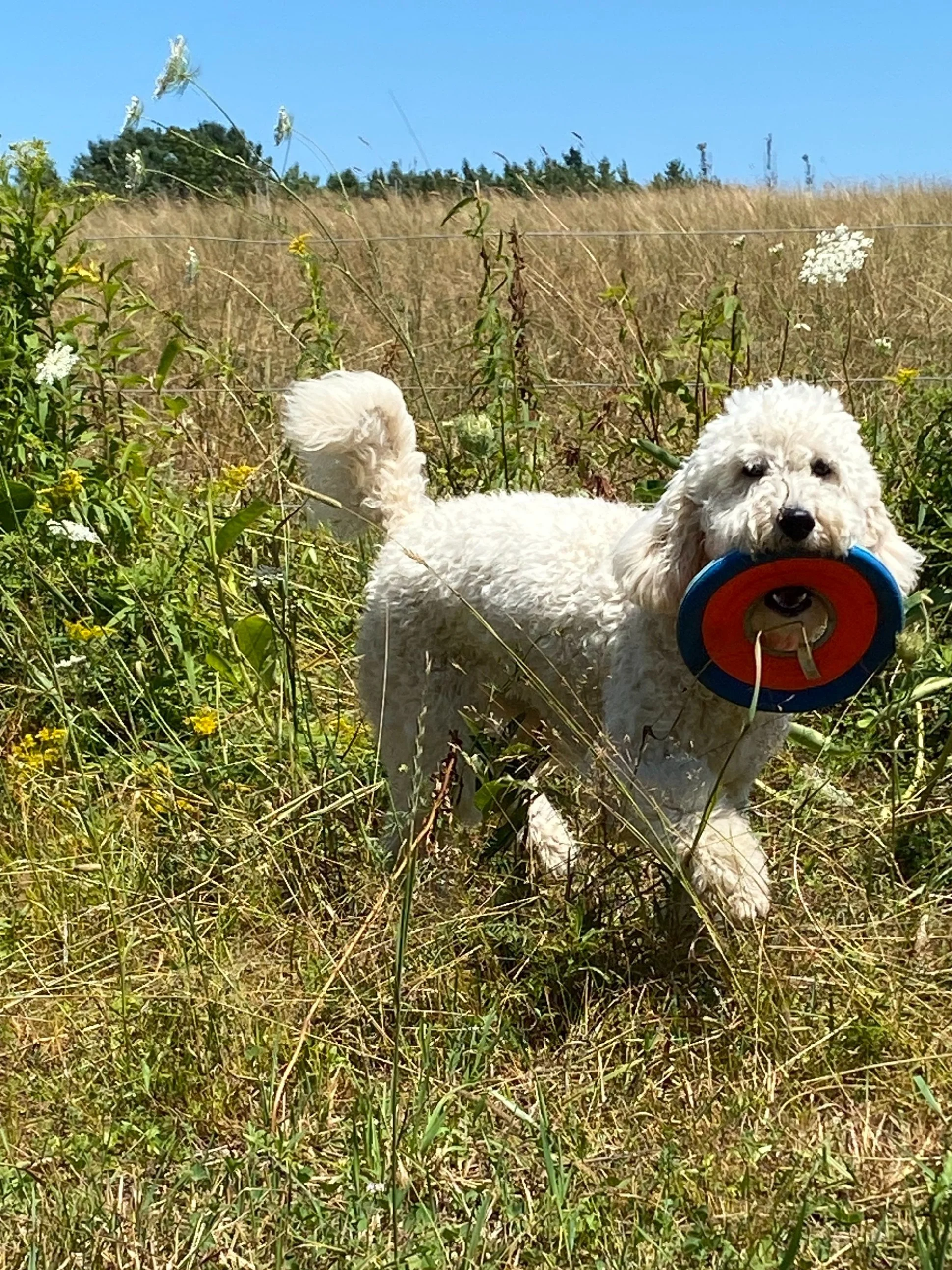 doodle, golden doodle, puppy