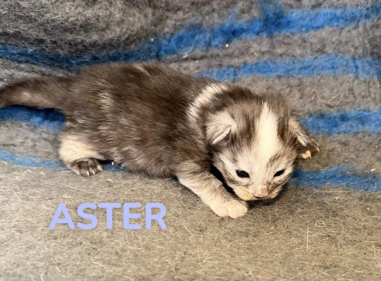 kitten, maine coon, maine coon kittens, maine coons