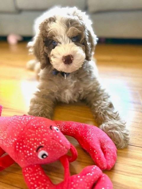 doodle, dog, puppy, bernadoodle