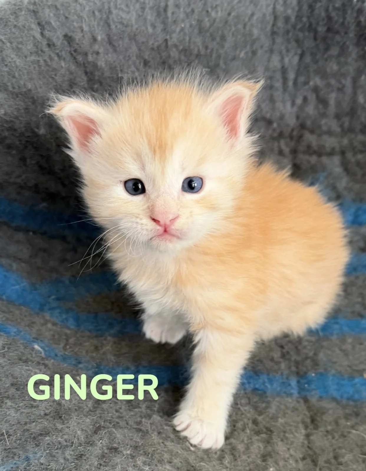 kitten, maine coon, maine coon kittens, maine coons