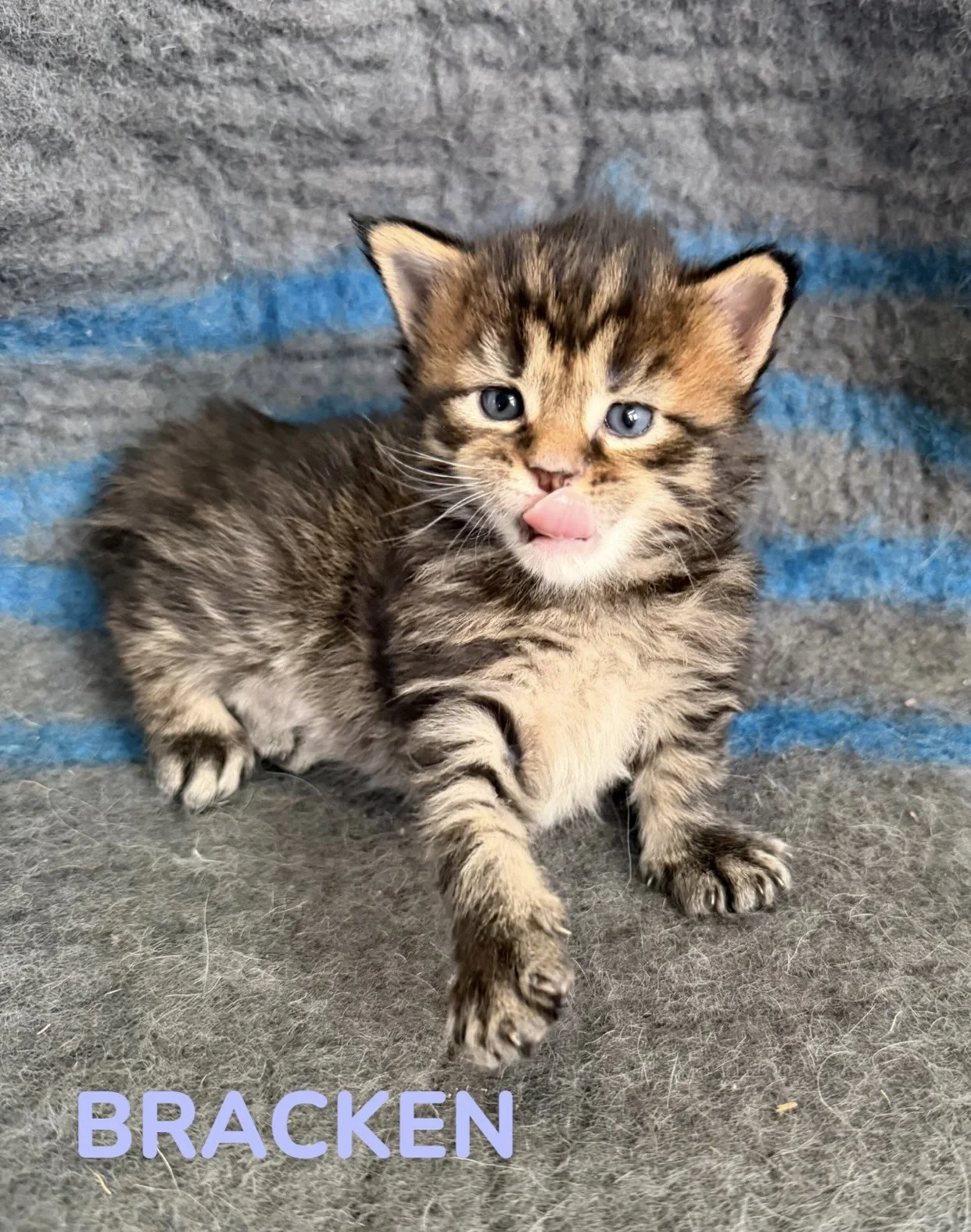 kitten, maine coon, maine coon kittens, maine coons