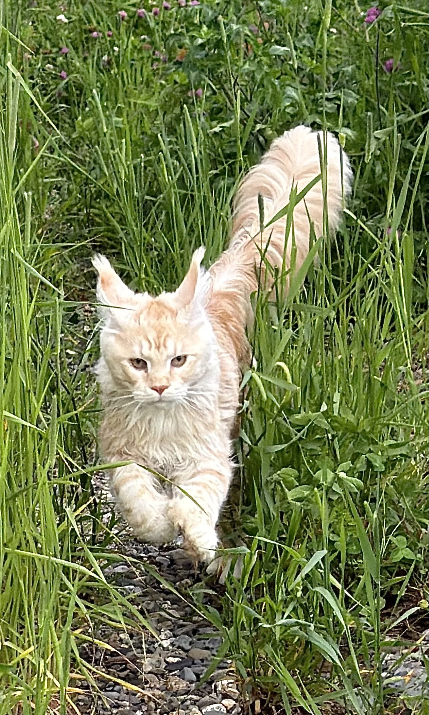 maine coon kittens for sale in new england