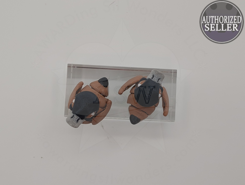 Canadian goose top.png