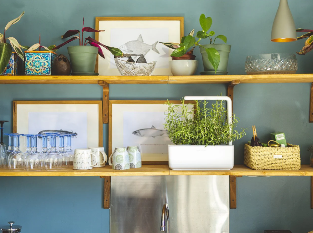 Click and Grow herb garden and indoor plants displayed on shelves, showcasing fresh ingredients for cooking.