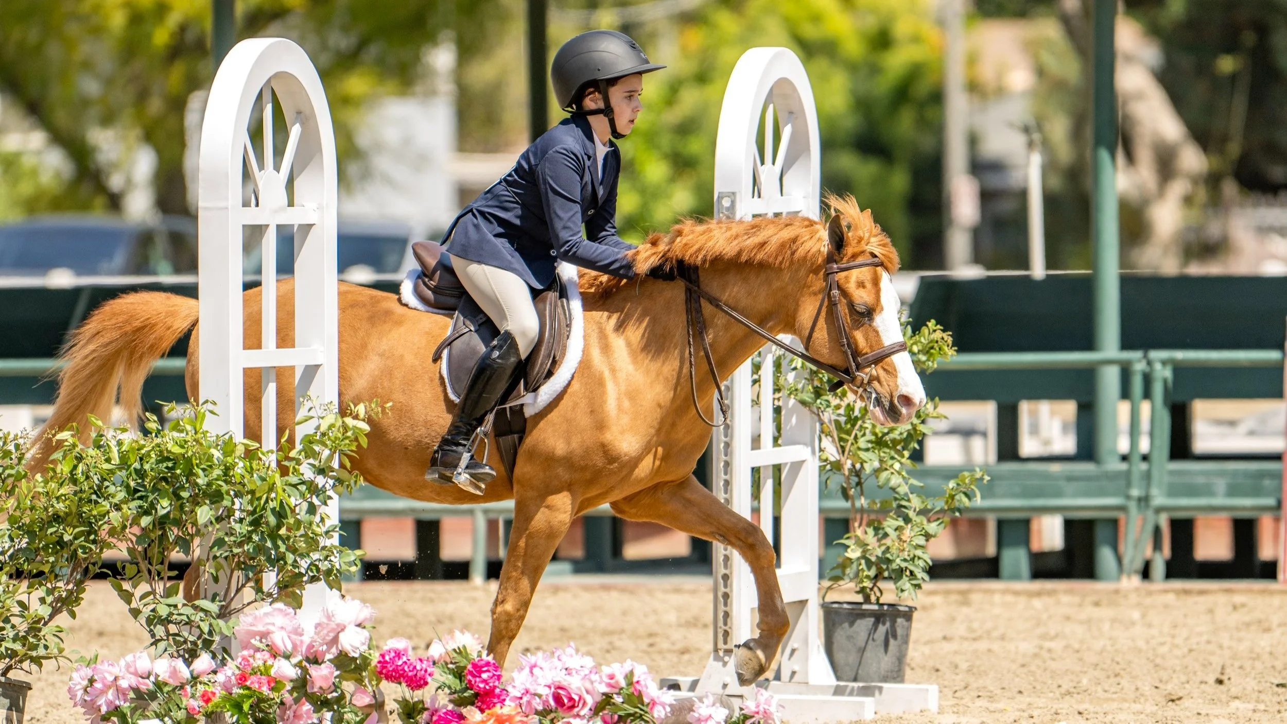 KA+chestnut+pony+over+pole.jpg