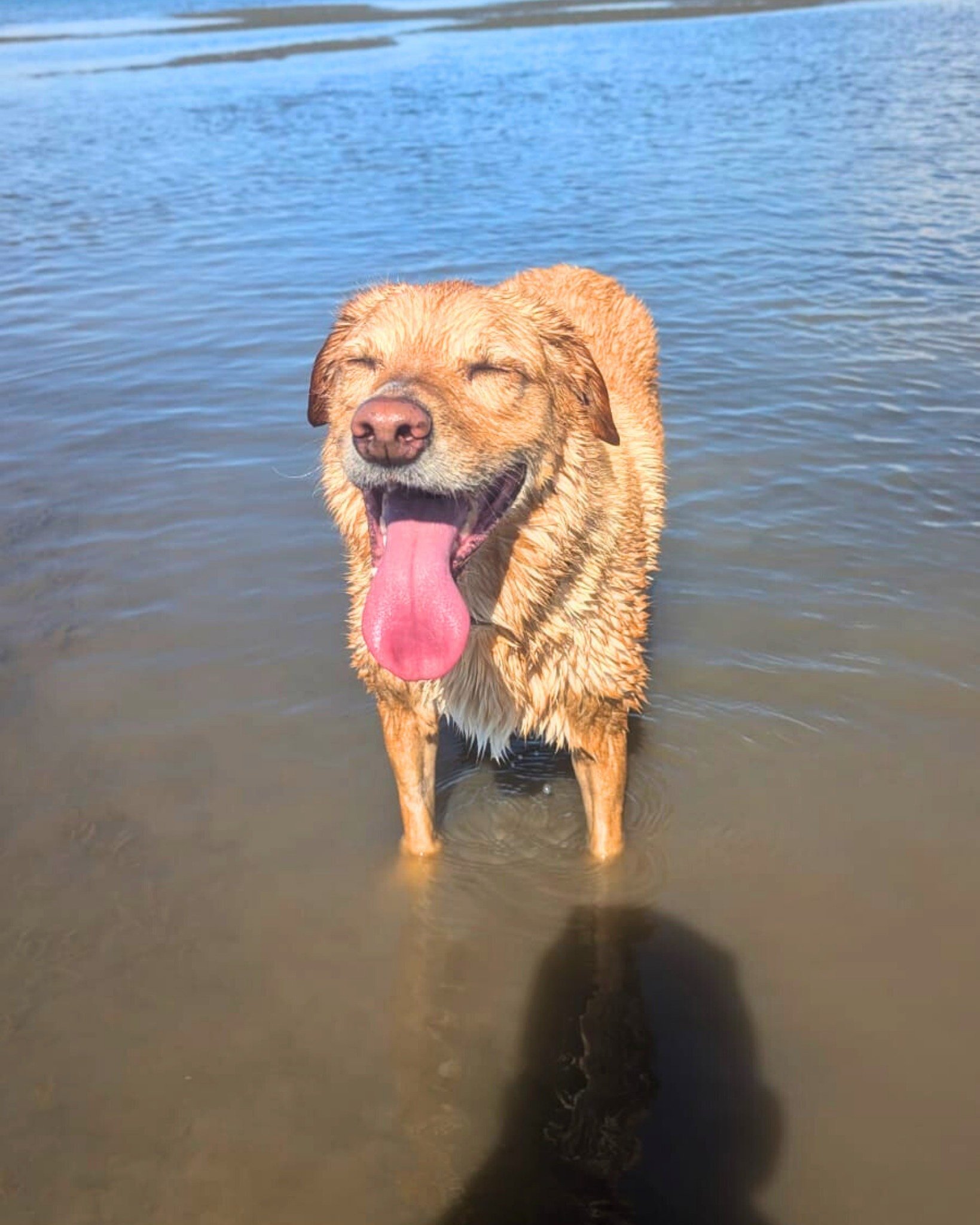 As the weather starts to warm up here in Brisbane, the dogs are having an absolute ball on their beach adventures!

#dogwalkingbrisbane #brisbanedogs #brisbanedogsofinstagram #bulimbadogs #dogadventures #beachdogsarehappydogs #beachdoglife #brisbaned