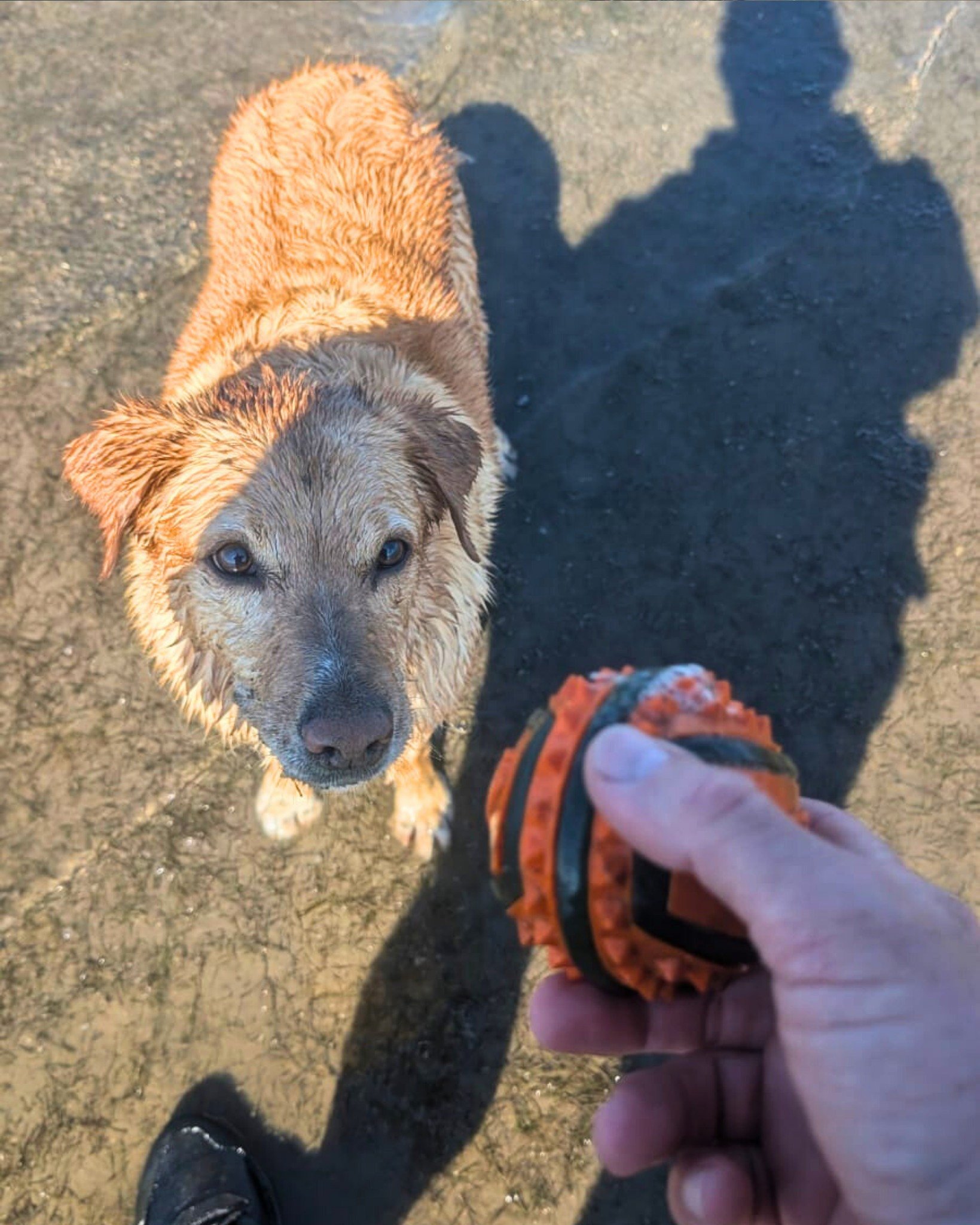 These happy faces say it all. From splashing in the surf to exploring the sand, our dogs get the freedom, fun, and enrichment they crave.

No crowded parks, no rushed walks &mdash; just real adventures with experienced handlers who treat your dog lik
