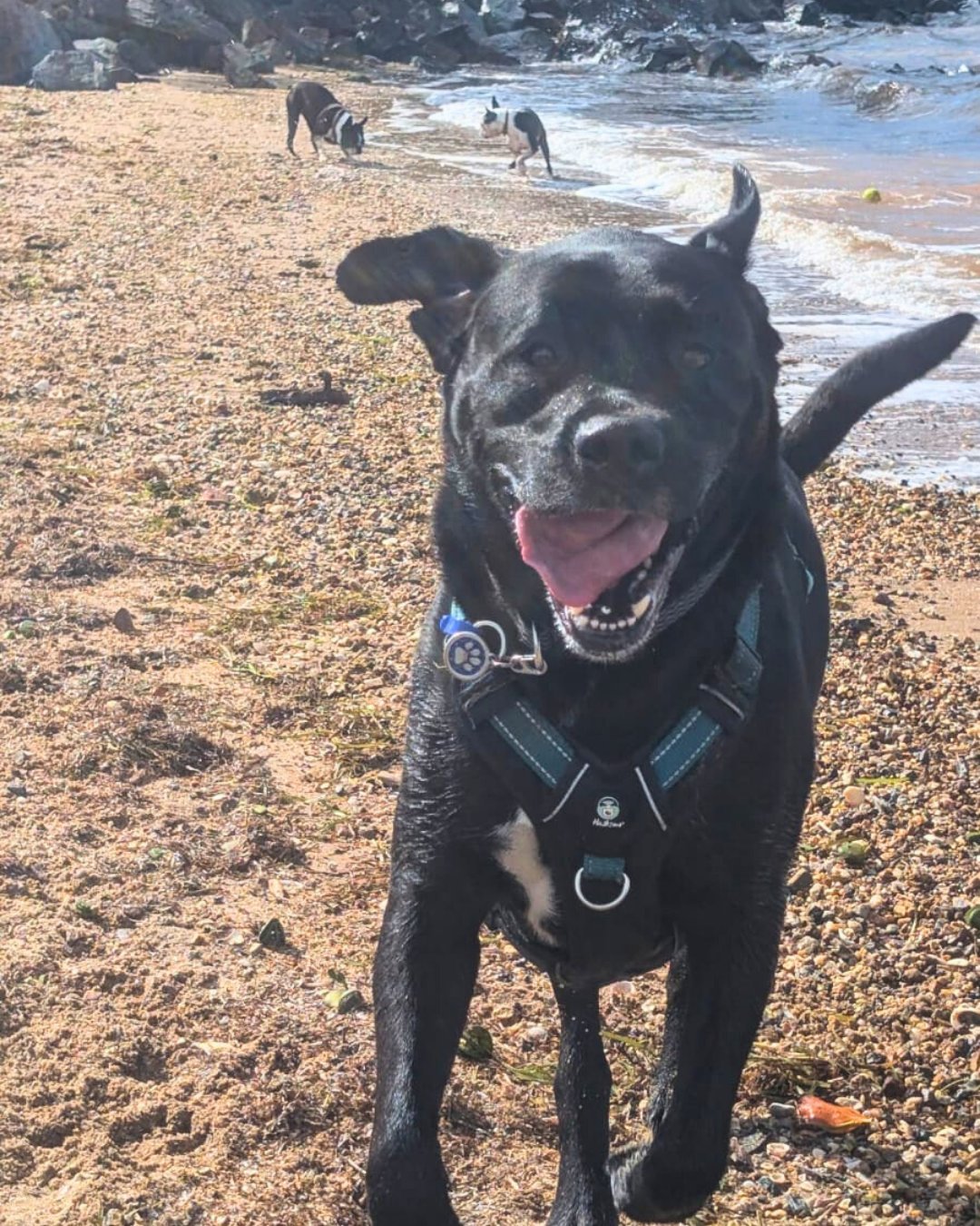 Doesn't this face just say it all? 🥰

THIS is why we love doing what we do! 

#dogwalkingbrisbane #brisbanedogs #brisbanedogsofinstagram #bulimbadogs #dogadventures #beachdogsarehappydogs #beachdoglife #brisbanedog #brisbanedogs #brisbanedogwalking 