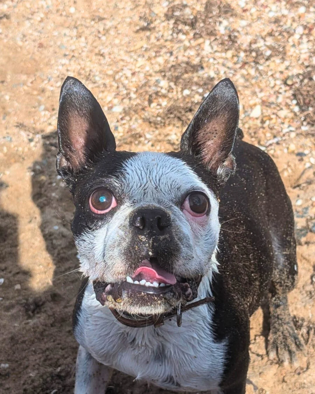 They might be small but boy can Winnie and Kevin run and swim! They run circles around Biggy (picture in last picture)! We love taking this duo out on adventures, never a dull moment! 

#dogwalkingbrisbane #brisbanedogs #brisbanedogsofinstagram #buli