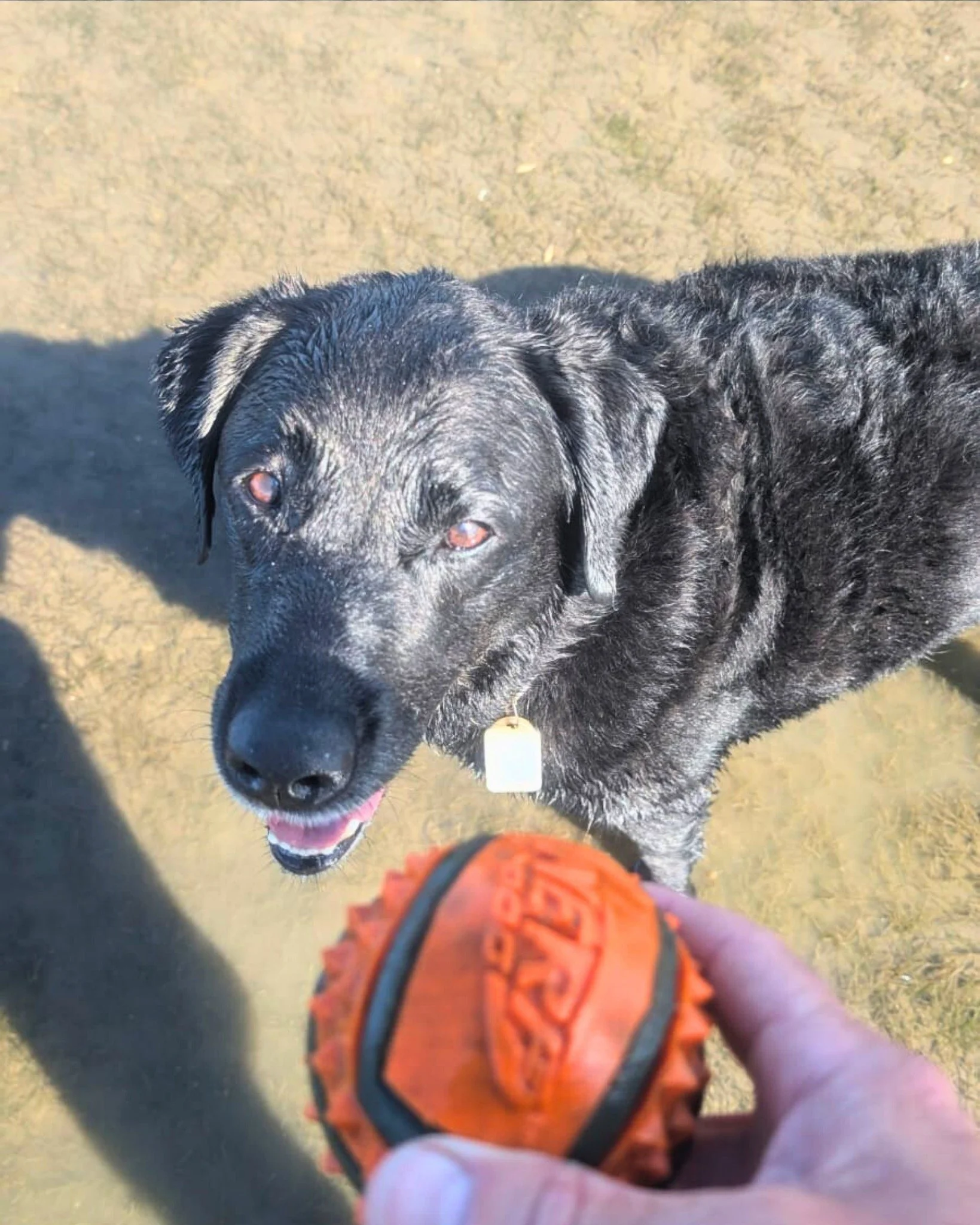 Too busy to give your dog the adventures they deserve?
You&rsquo;re not alone. That&rsquo;s exactly why we exist.

We&rsquo;re here to make sure your dog stays active, enriched, and living their best life &mdash; even when your schedule&rsquo;s full.