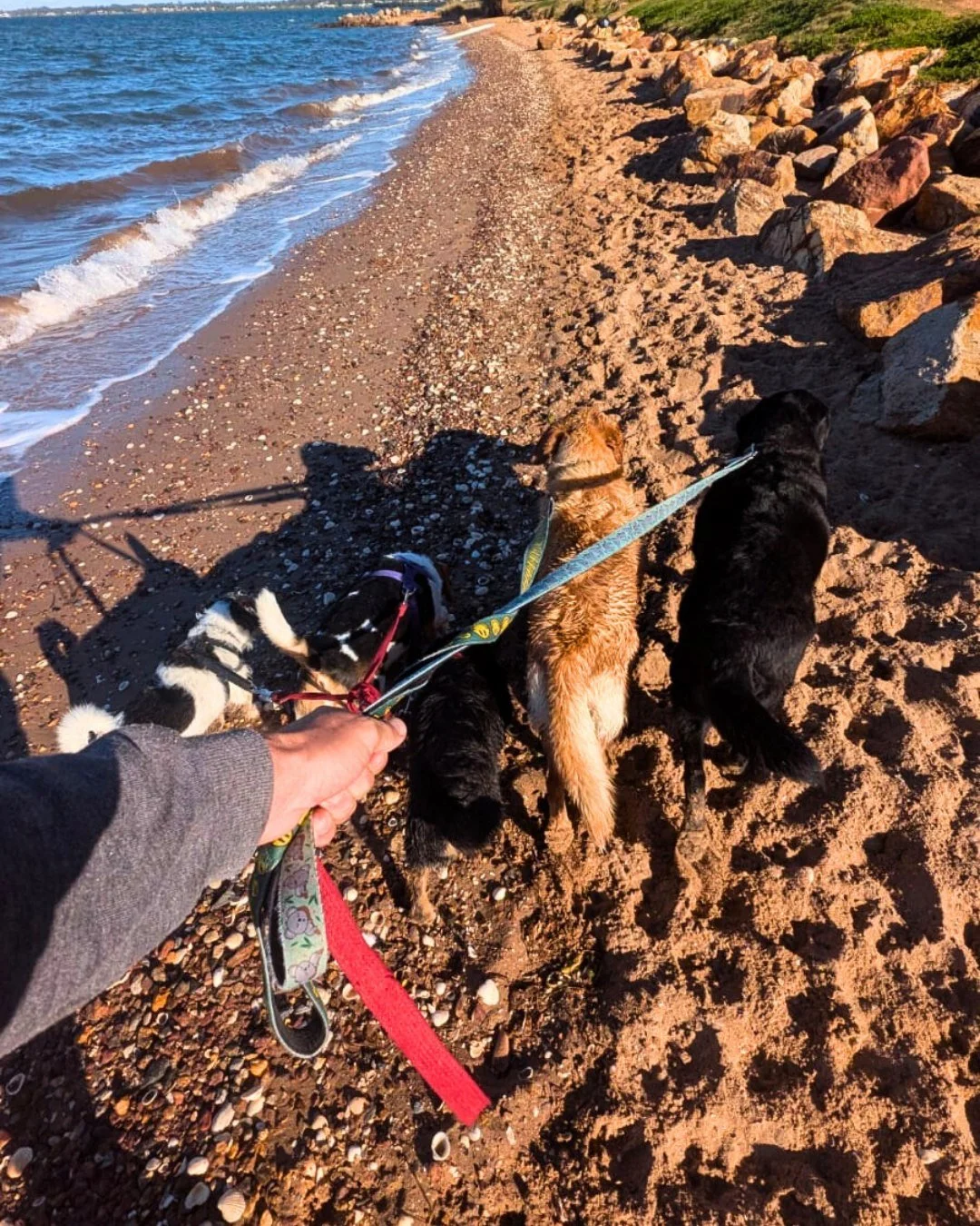 Some very happy and excited pups on their beach adventure today! 

#dogwalkingbrisbane #brisbanedogs #brisbanedogsofinstagram #bulimbadogs #dogadventures #beachdogsarehappydogs #beachdoglife #brisbanedog #brisbanedogs #brisbanedogwalking #brisbanedog