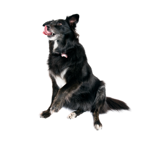 Beach n Paws (2).png