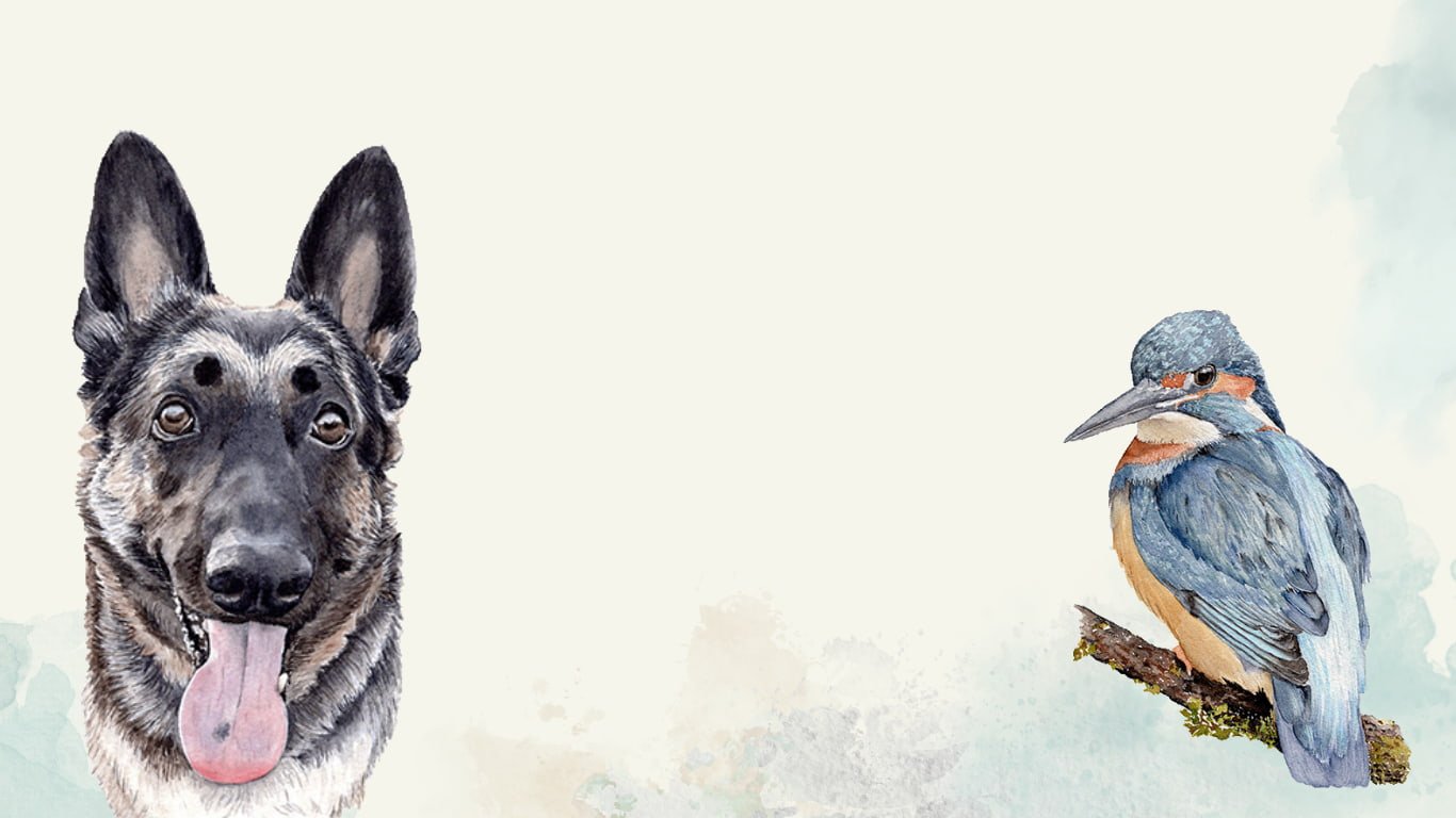 german shepherd dog and kingfisher bird watercolor artwork