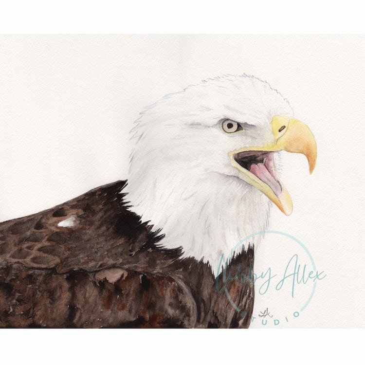 Bald Eagle - Watermark - SEO.jpg