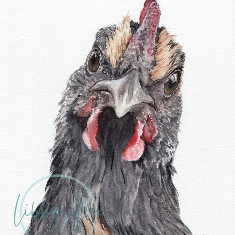 Angry+Rooster+Watermark+-+SEO.jpg