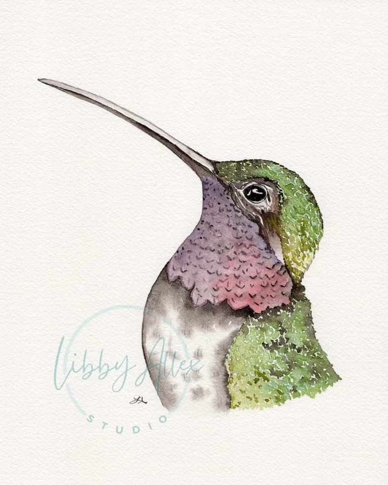 Ruby Hummingbird Watermark SEO.jpg