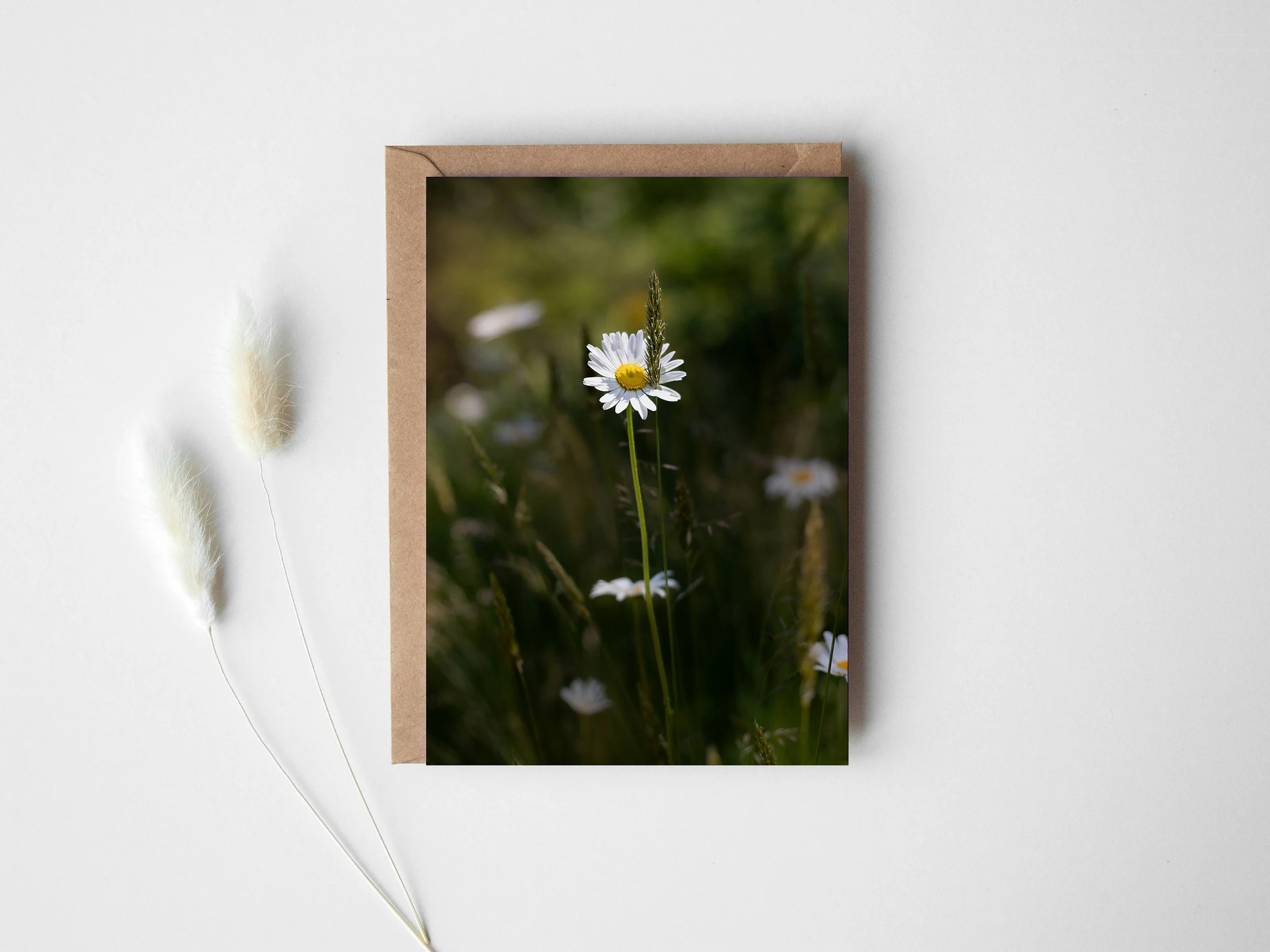 Daisy greeting card.jpg