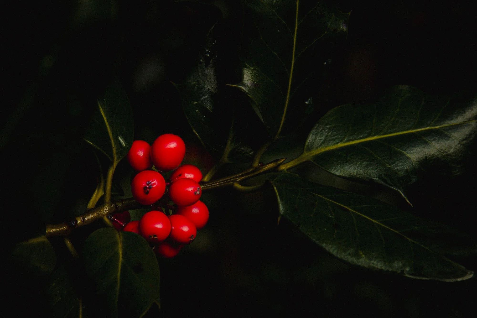 Holly on a Vancouver Island tree