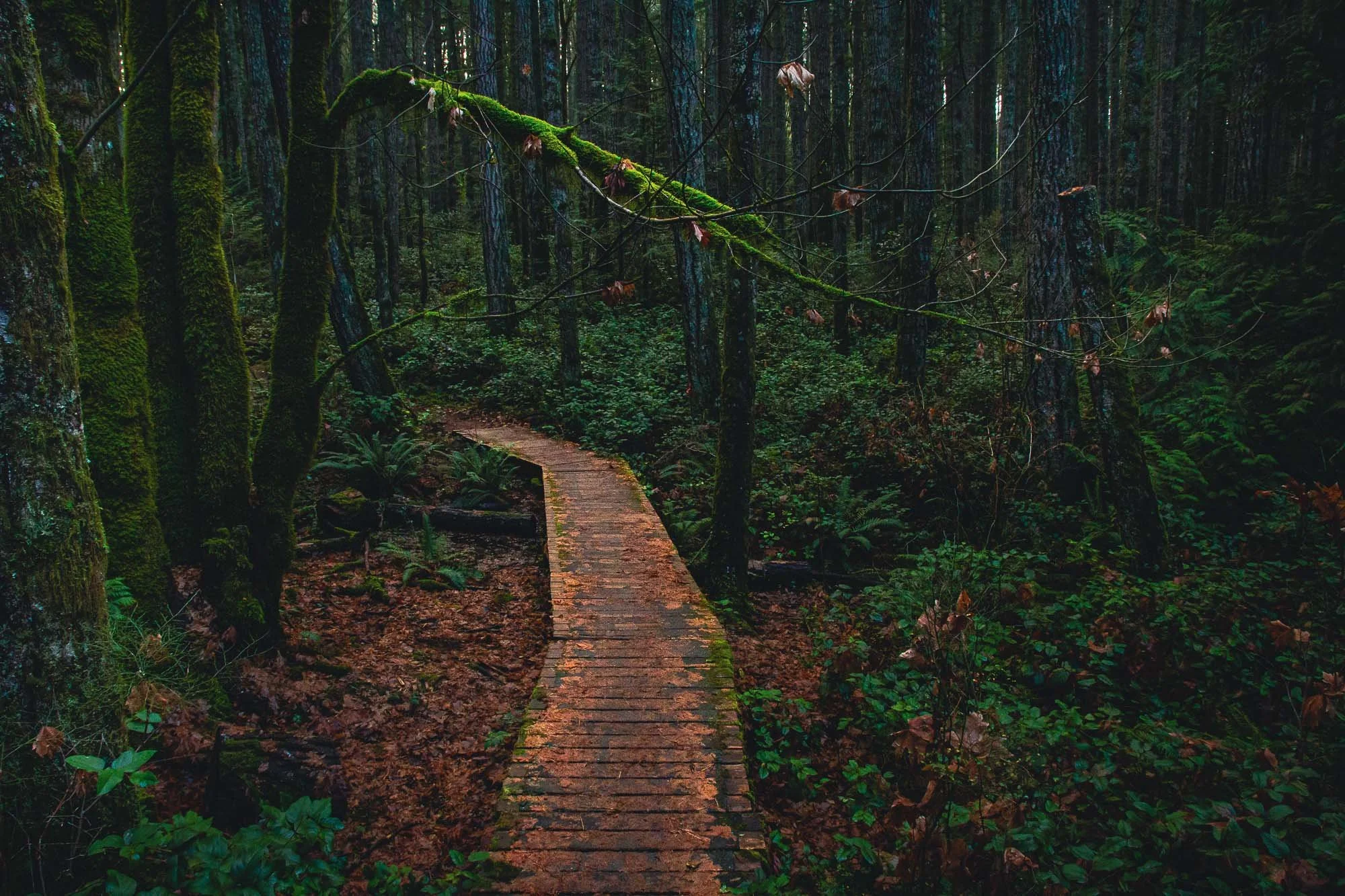 Granny Falls Trail Nanaimo BC