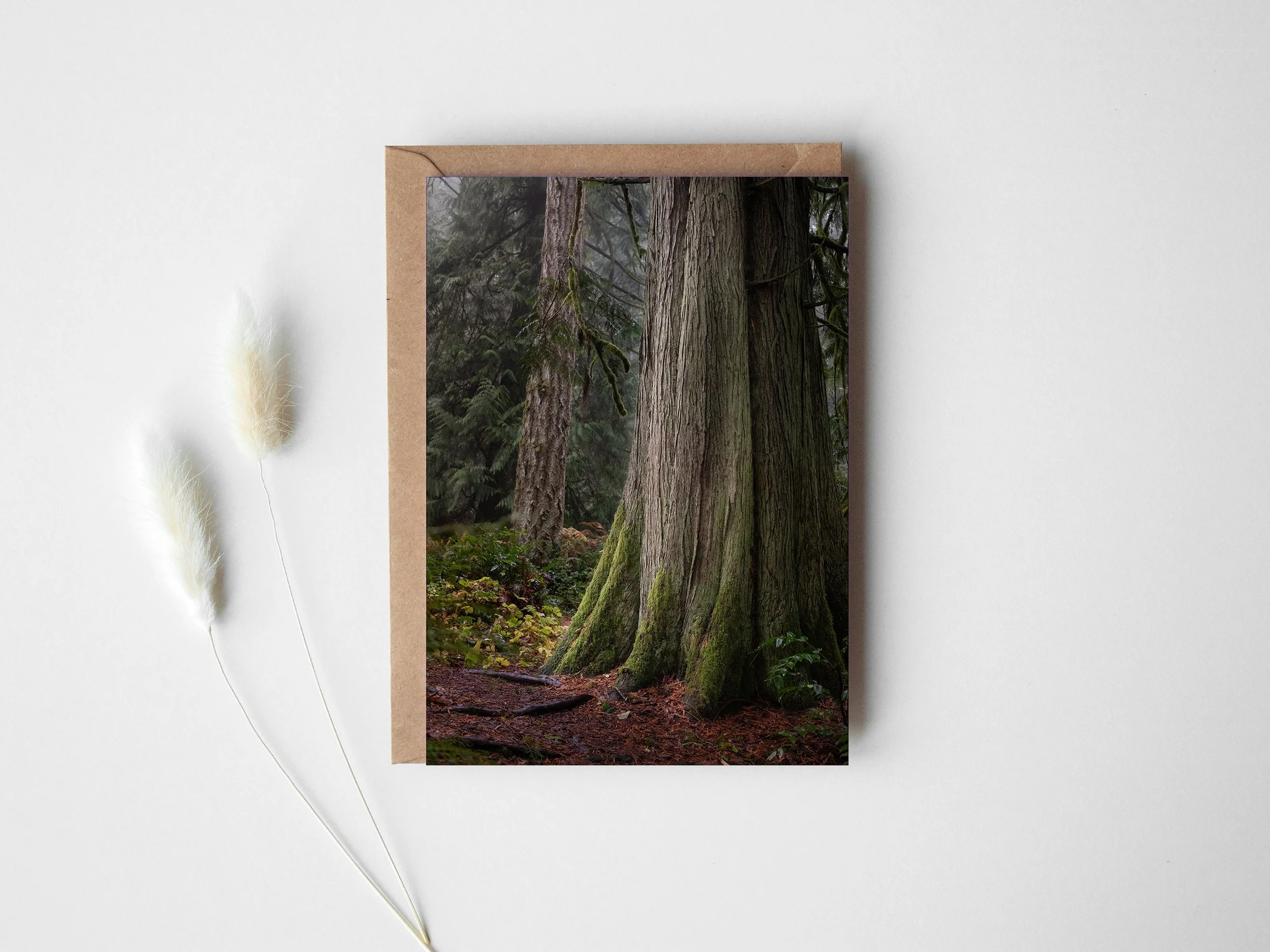 Elder cedar greeting card.jpg