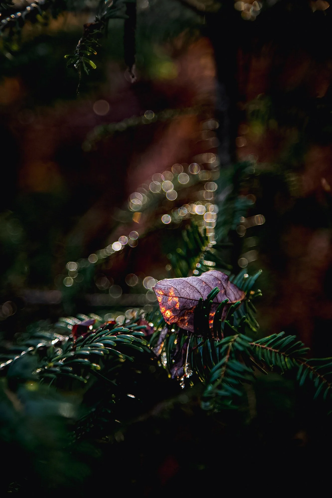 Single Leaf on a tree Vancouver Island