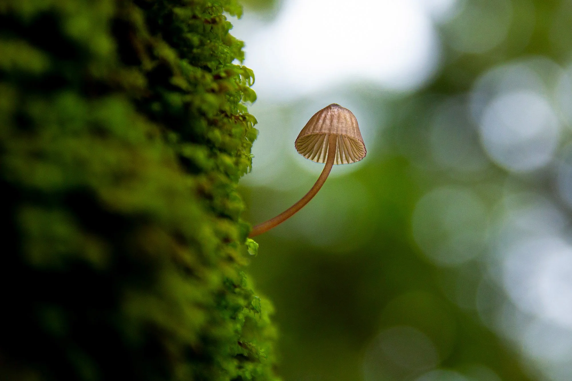 Bokeh Mycena Mushroom Ucluelet