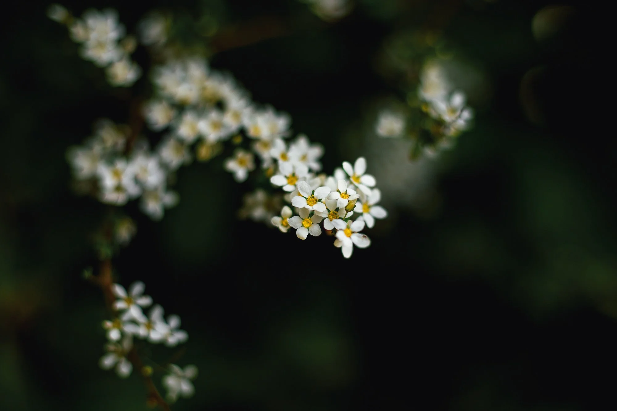 Spiraea prunifolia plant in Gibsons, BC