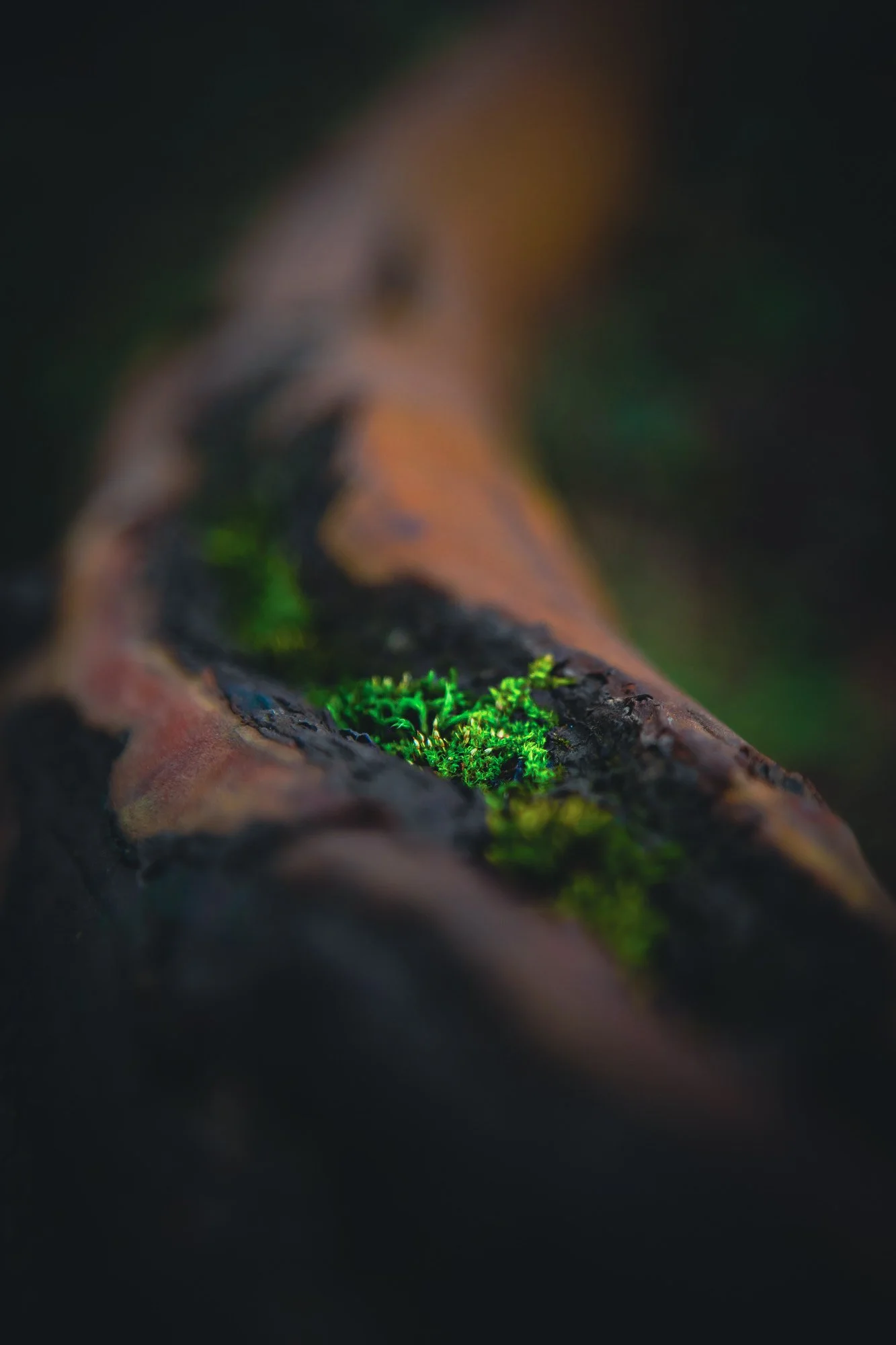 Moss growing on an Arbutus tree branch