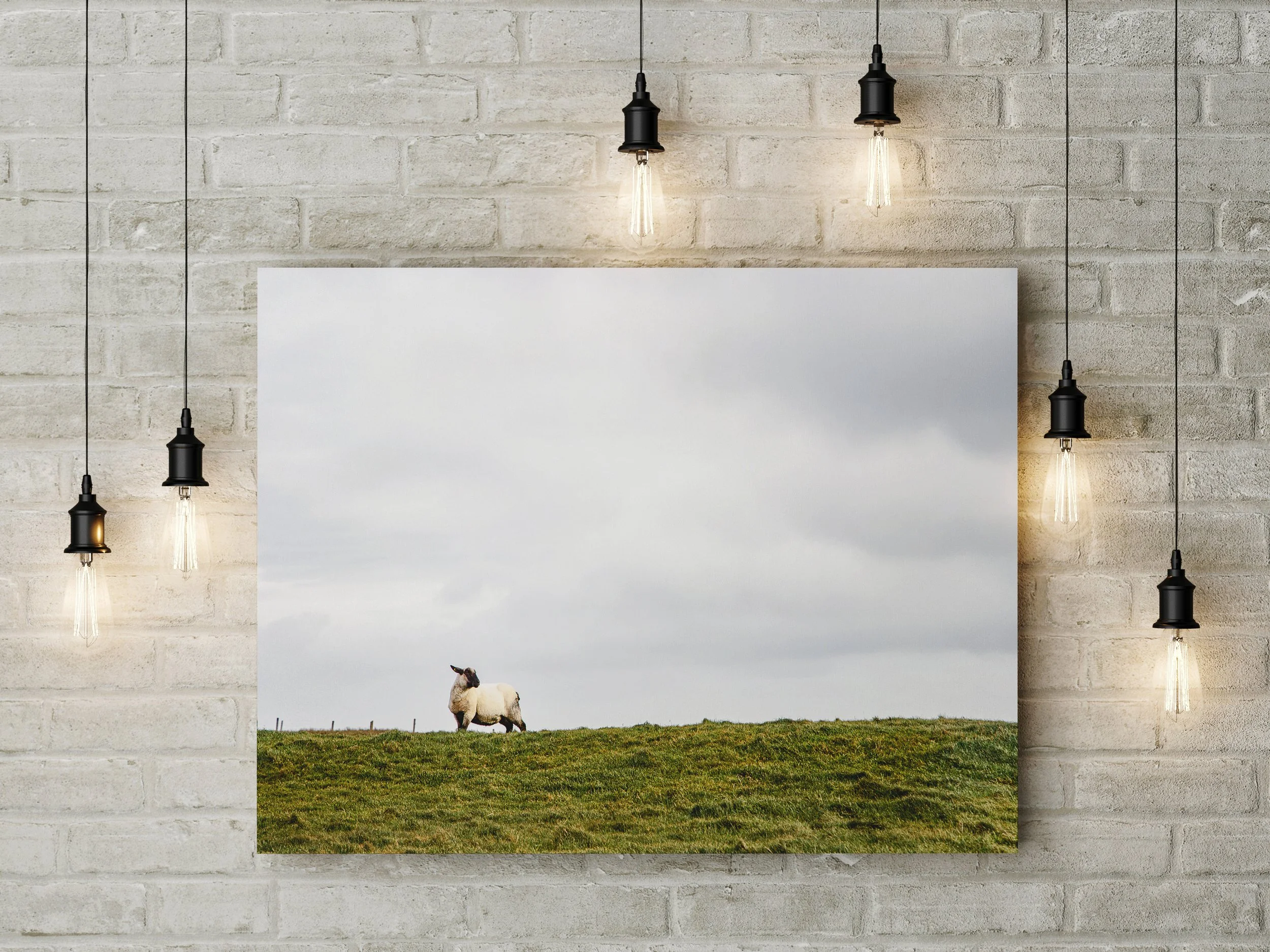 Cliffs oh Moher Sheep.jpg