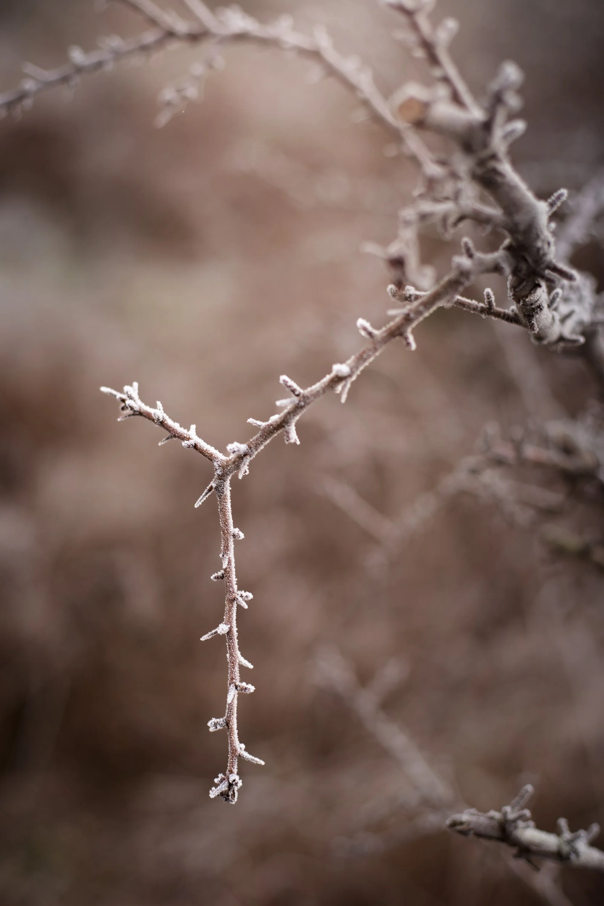 Buttertubs Frost-7786-Edit.JPG