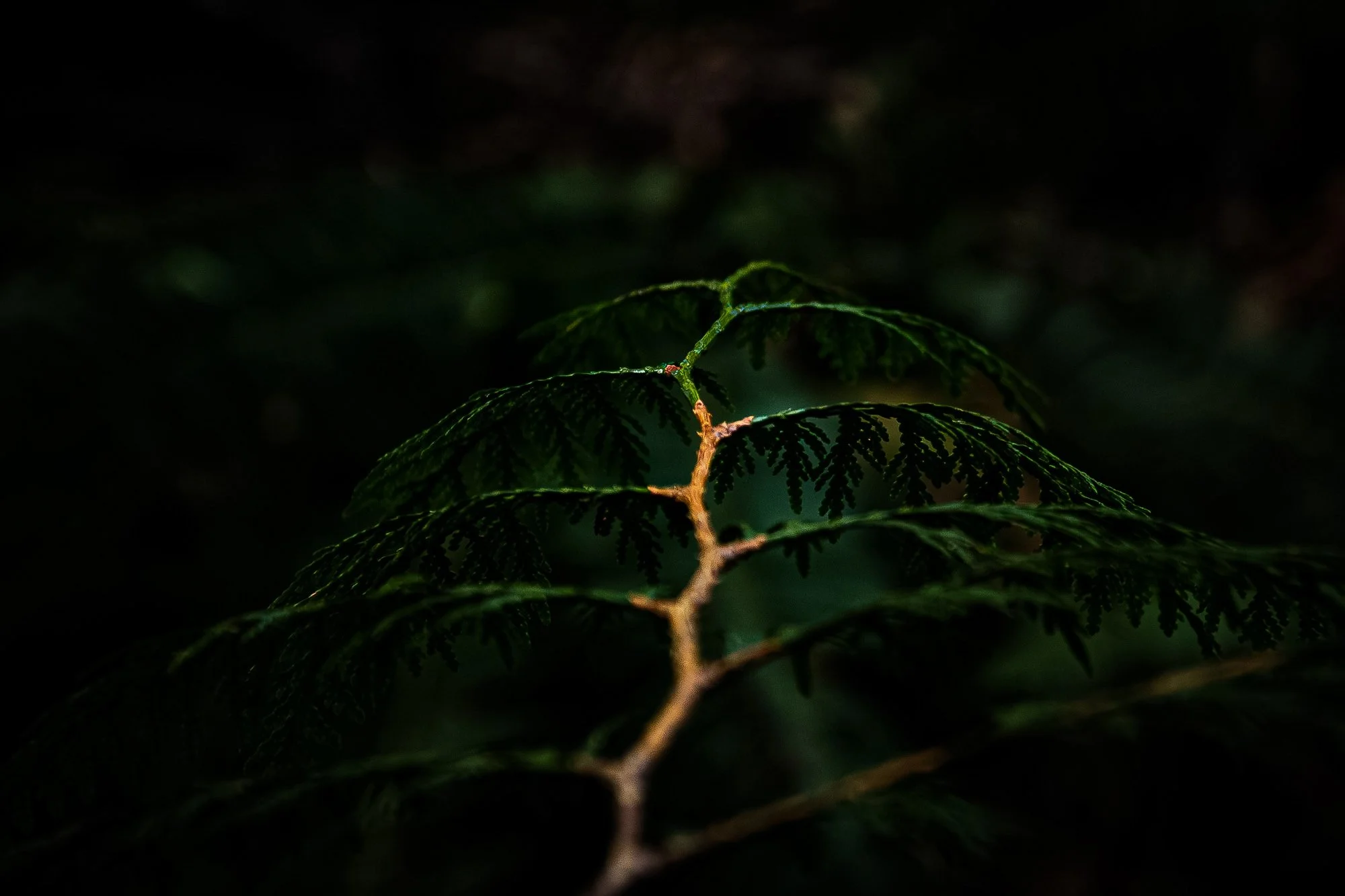 Cedar branch, Vancouver Island