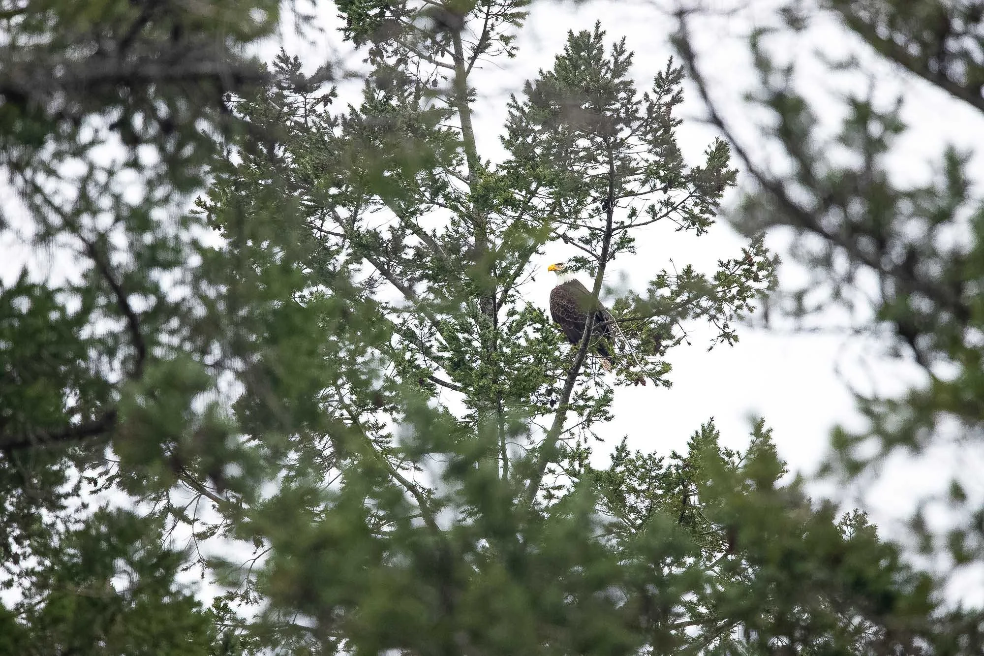 Nanaimo BC Eagle at Jack Point Park